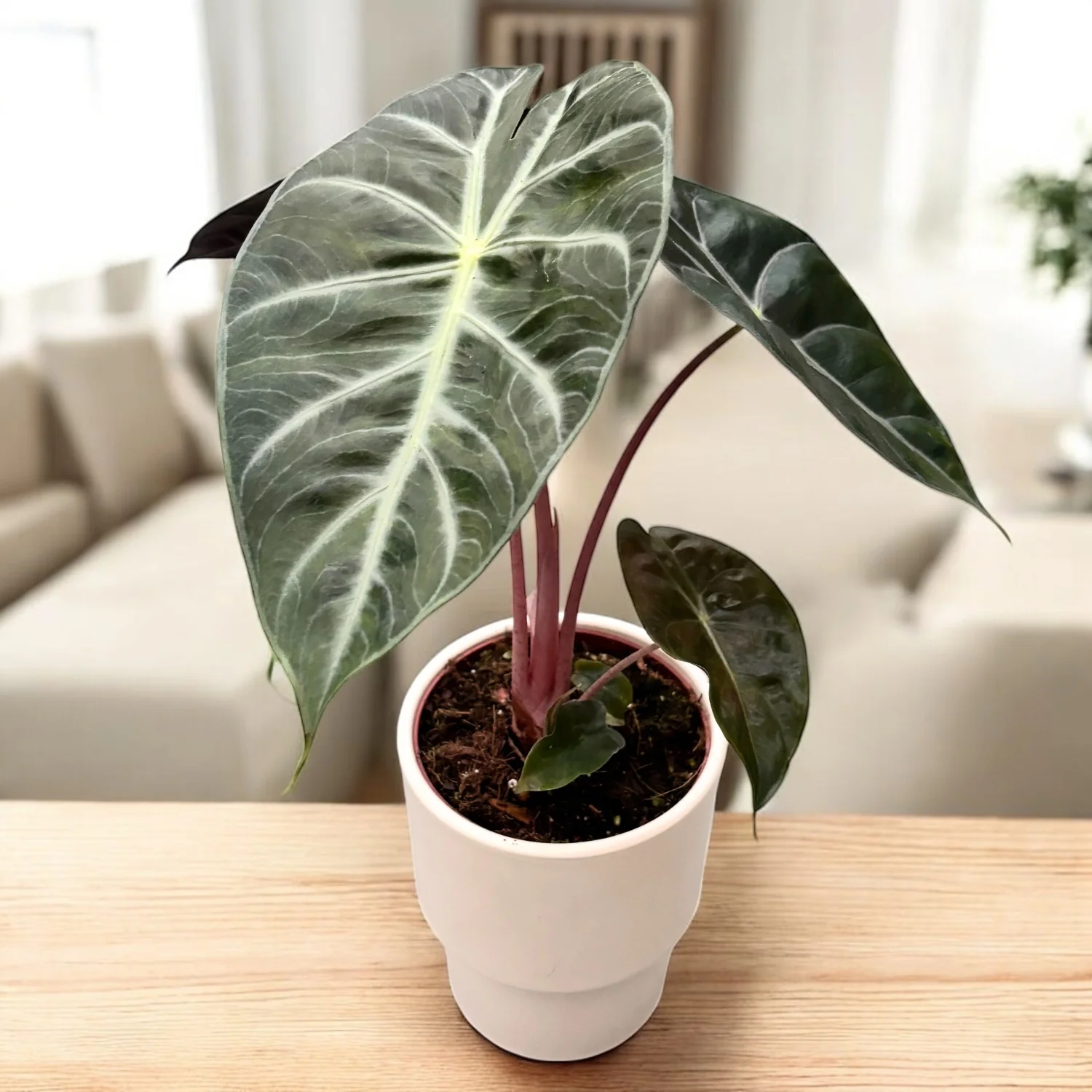 Alocasia baginda 'Pink Dragon’