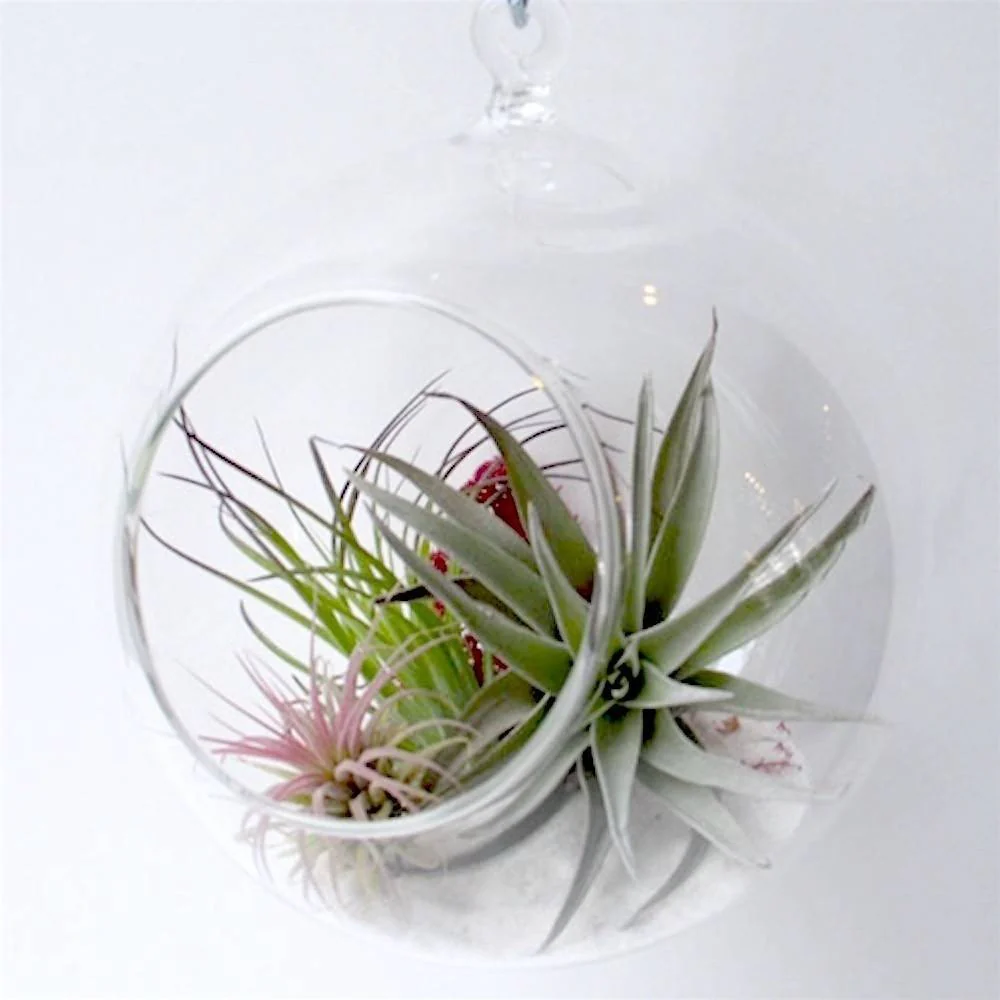 Terrarium glob de sticla cu Tillandsia – mix de plante aeriene