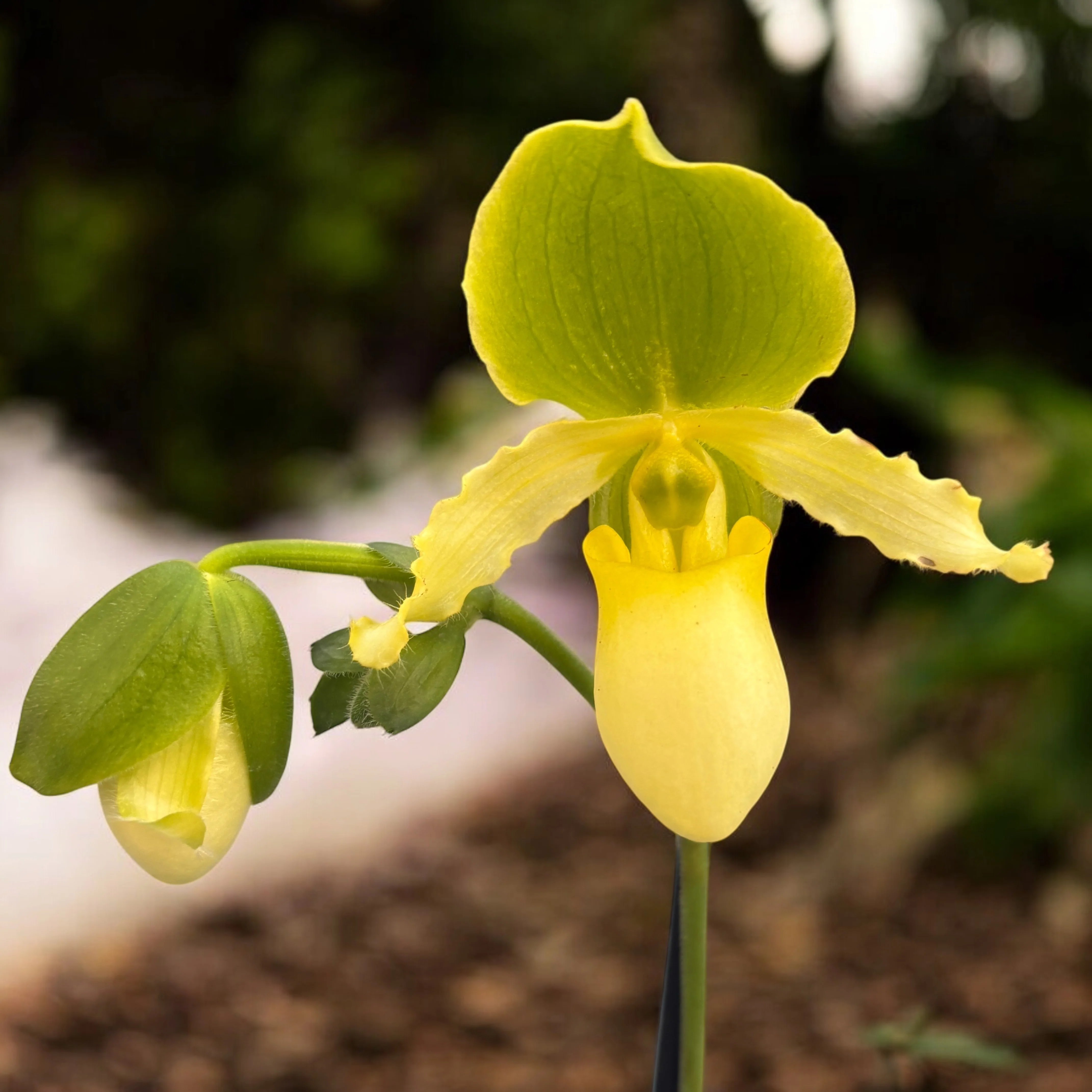 Paphiopedilum primulinum (secvential/multiflower)