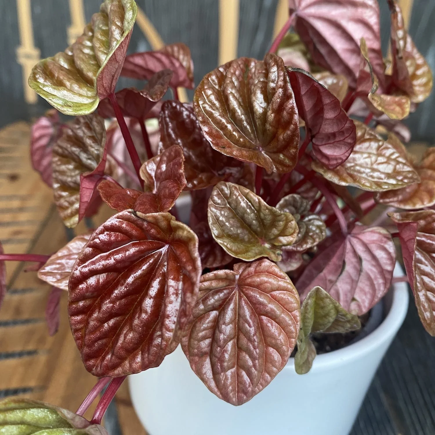 Peperomia caperata 'Rose Burgunder’