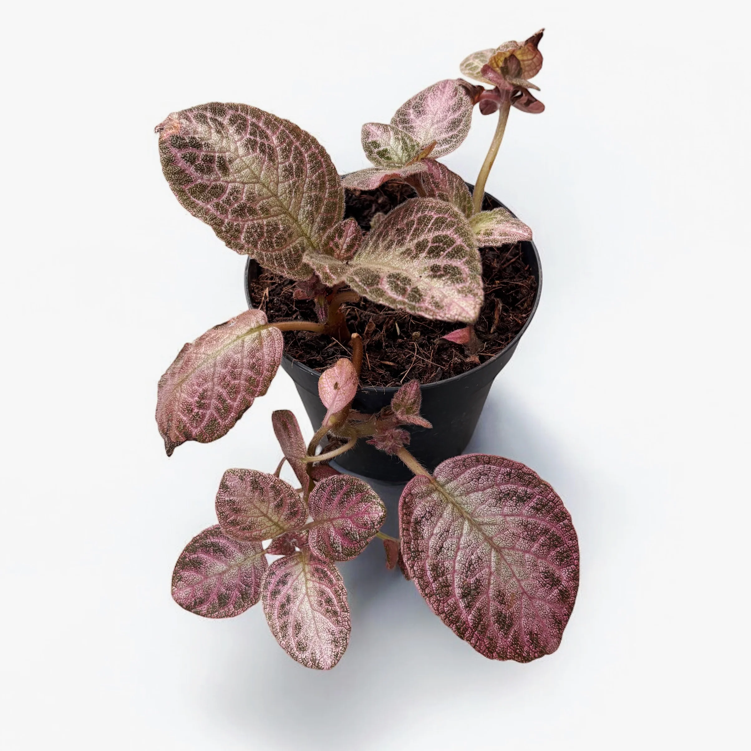 Episcia Silvery Pink