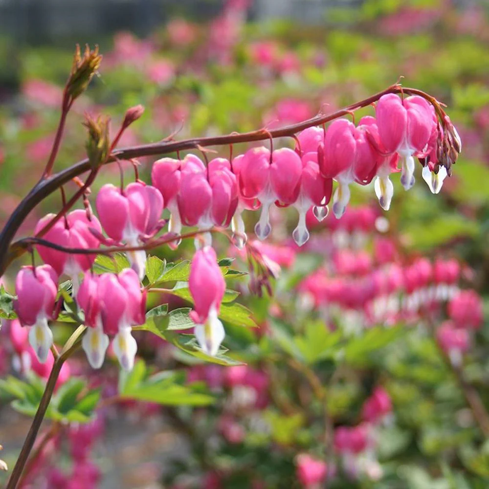 Bulbi dicentra Spectabillis (Cerceii doamnei)