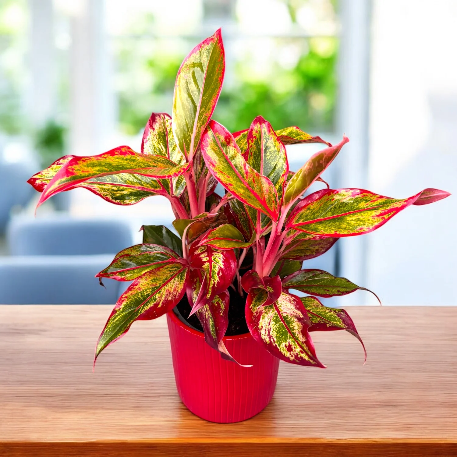 Aglaonema 'Crete Flame’ (Red Fire)