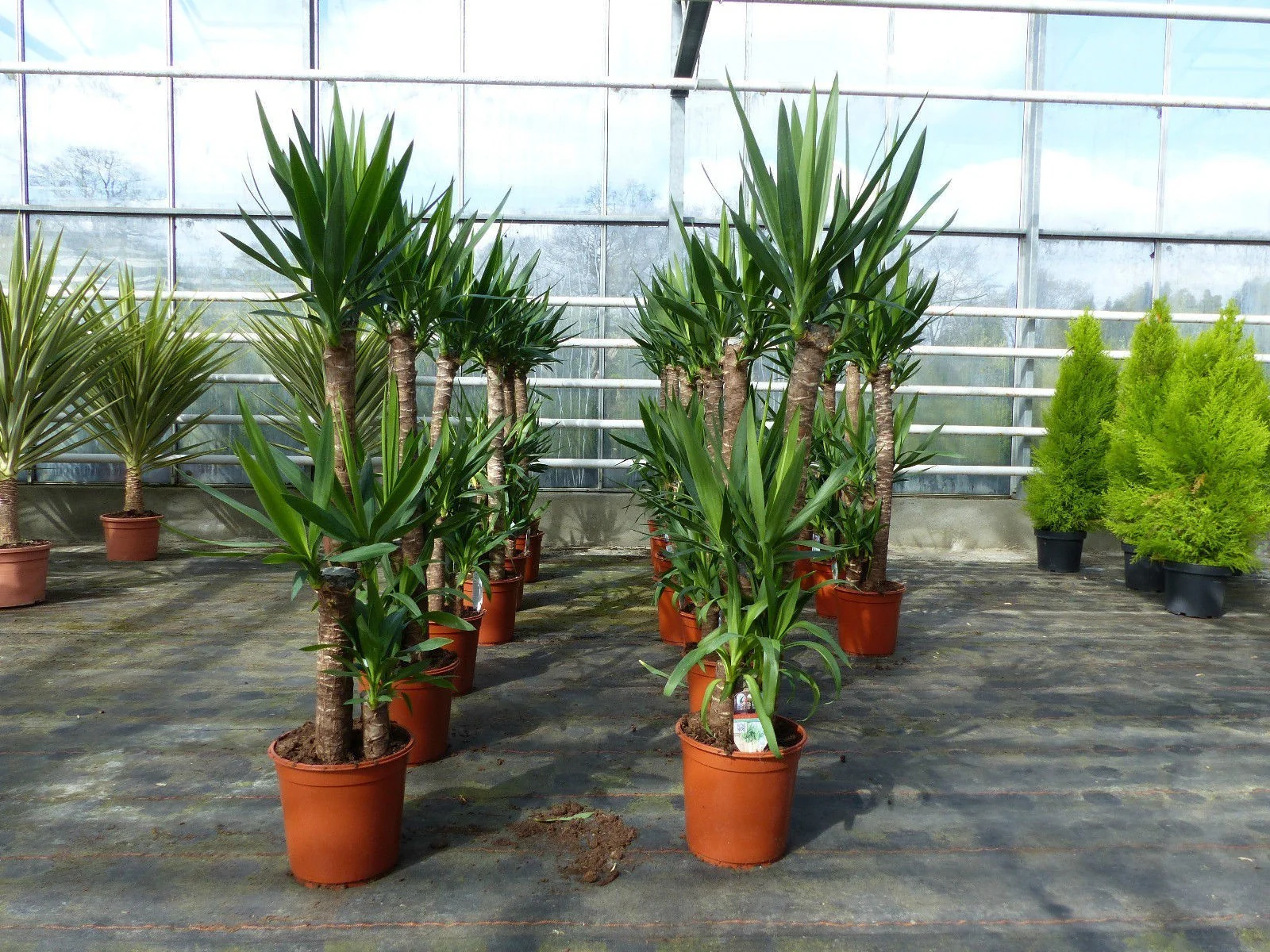 Yucca Elephantipes 3 tulpini 165 cm – Yucca de apartament, Aborele vietii