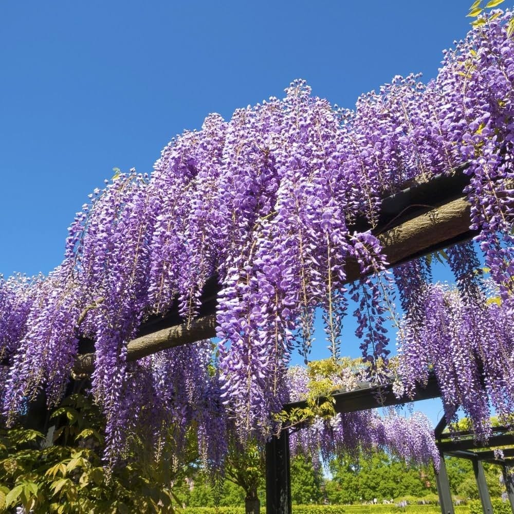 Glicina mov – Wisteria sinensis (flori parfumate)