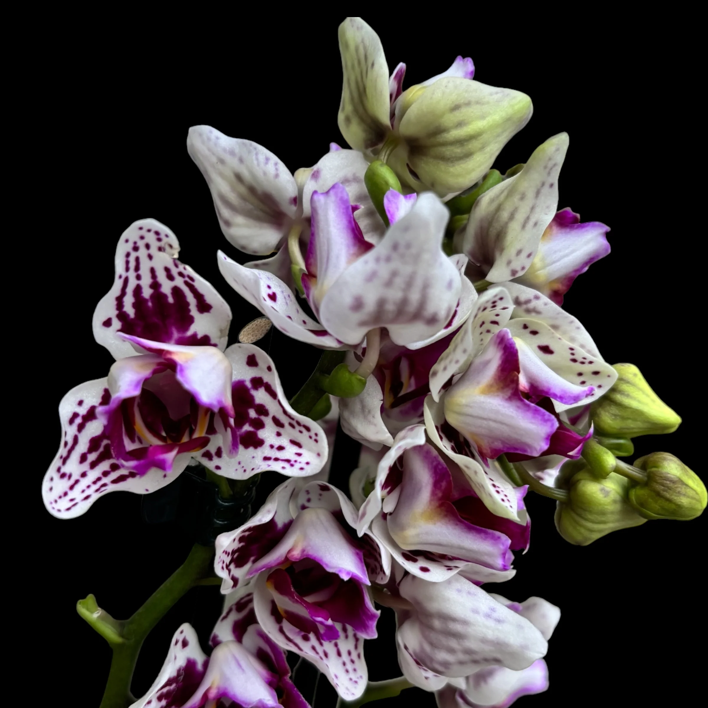 Phalaenopsis Younghome Summer (peloric-3lips)