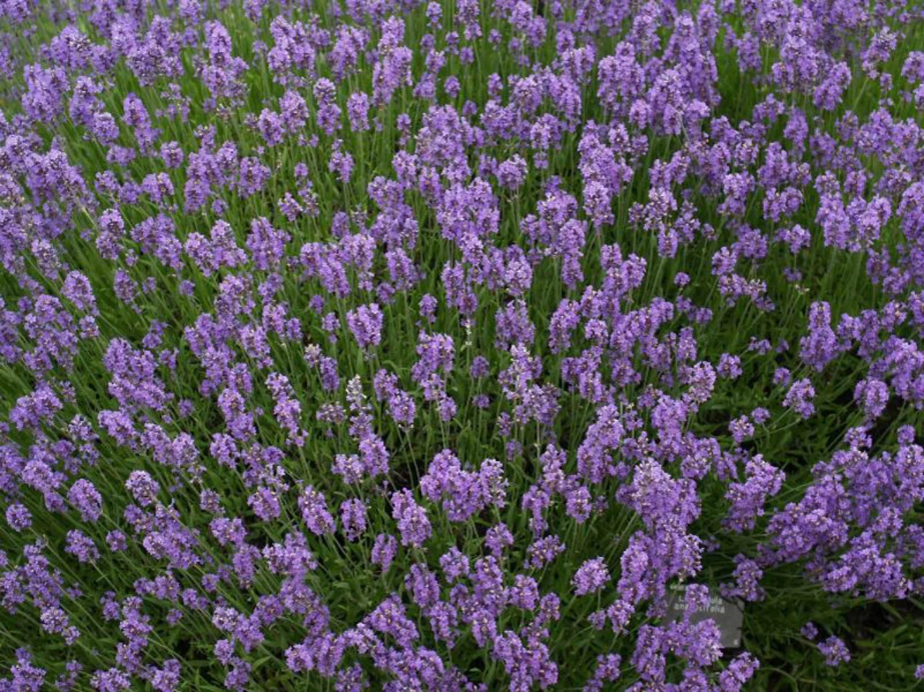 Lavanda in ghiveci parfumata – Lavandula angustifolia 'Blue River’
