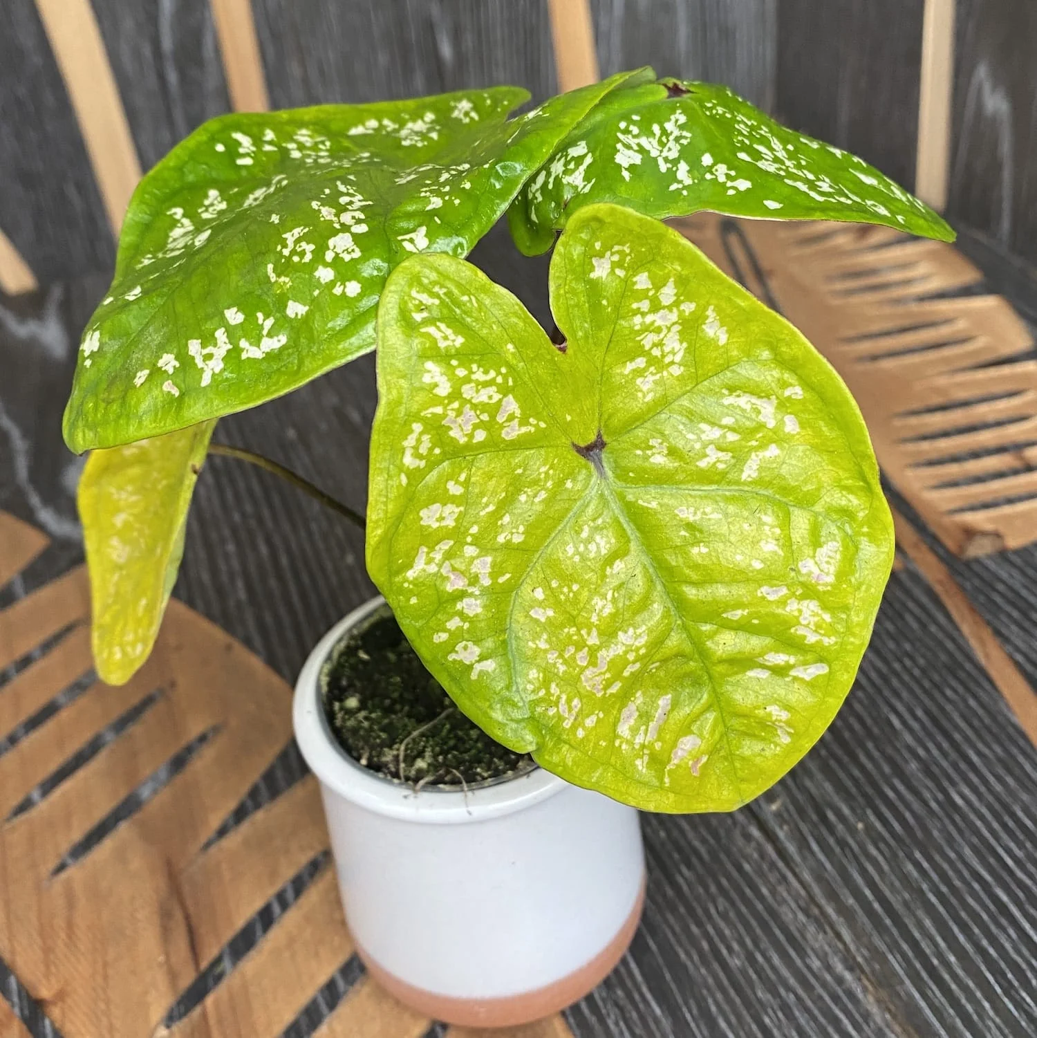 Caladium (babyplant)