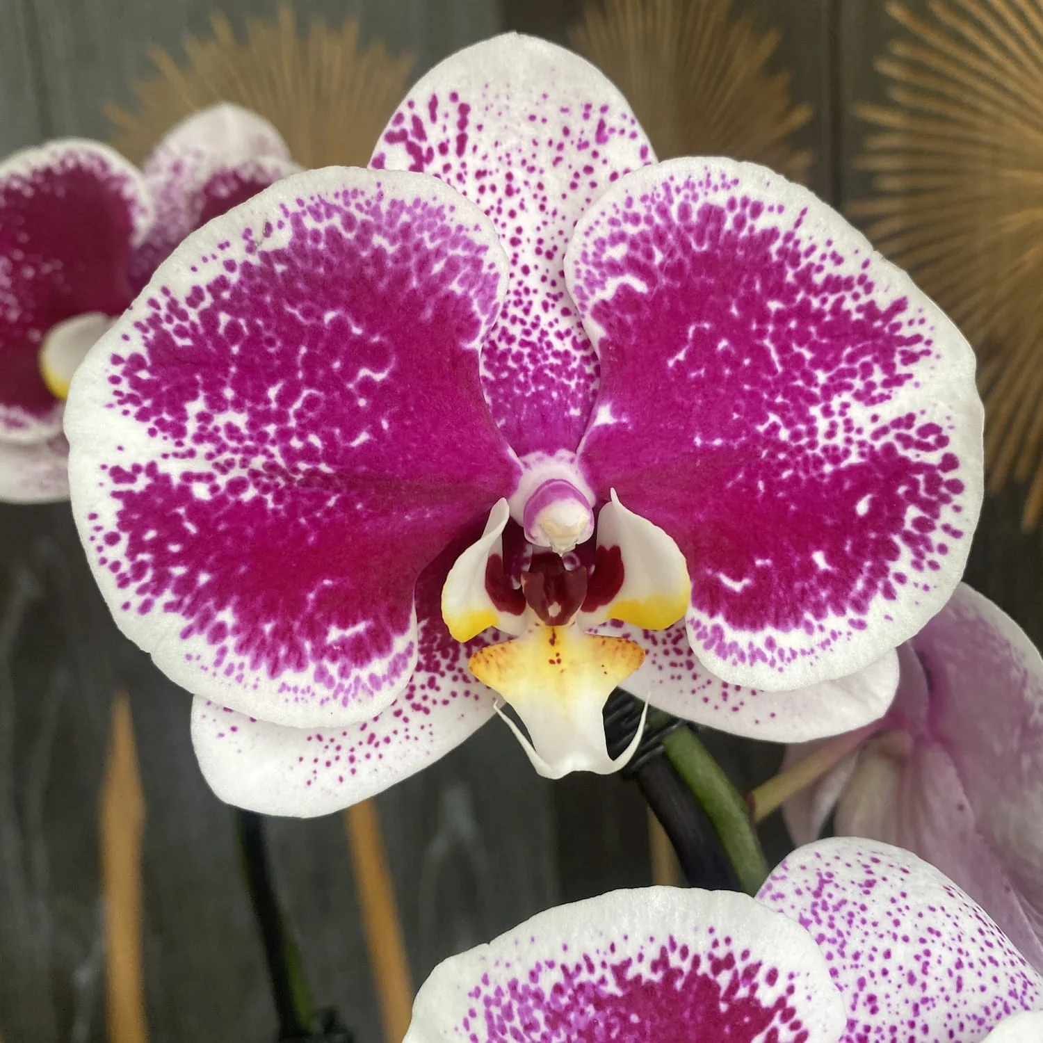 Phalaenopsis Compilation (flori mari 9 cm)