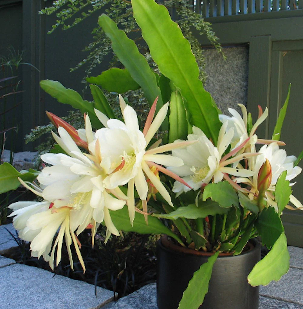 Cutting (butas) Epiphyllum crenatum Beavertail (Coada Castorului)