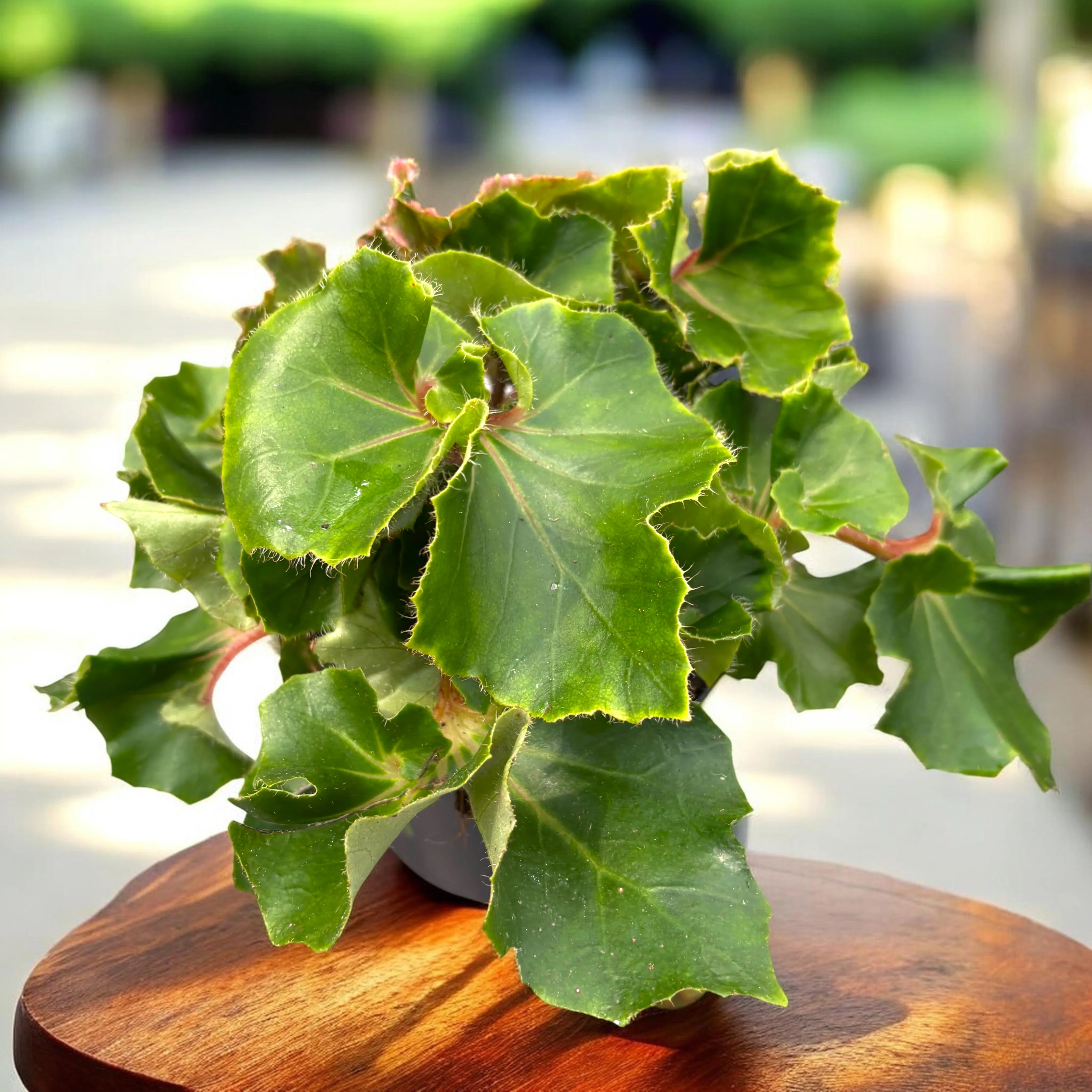 Begonia 'Jungle Wonders Green’
