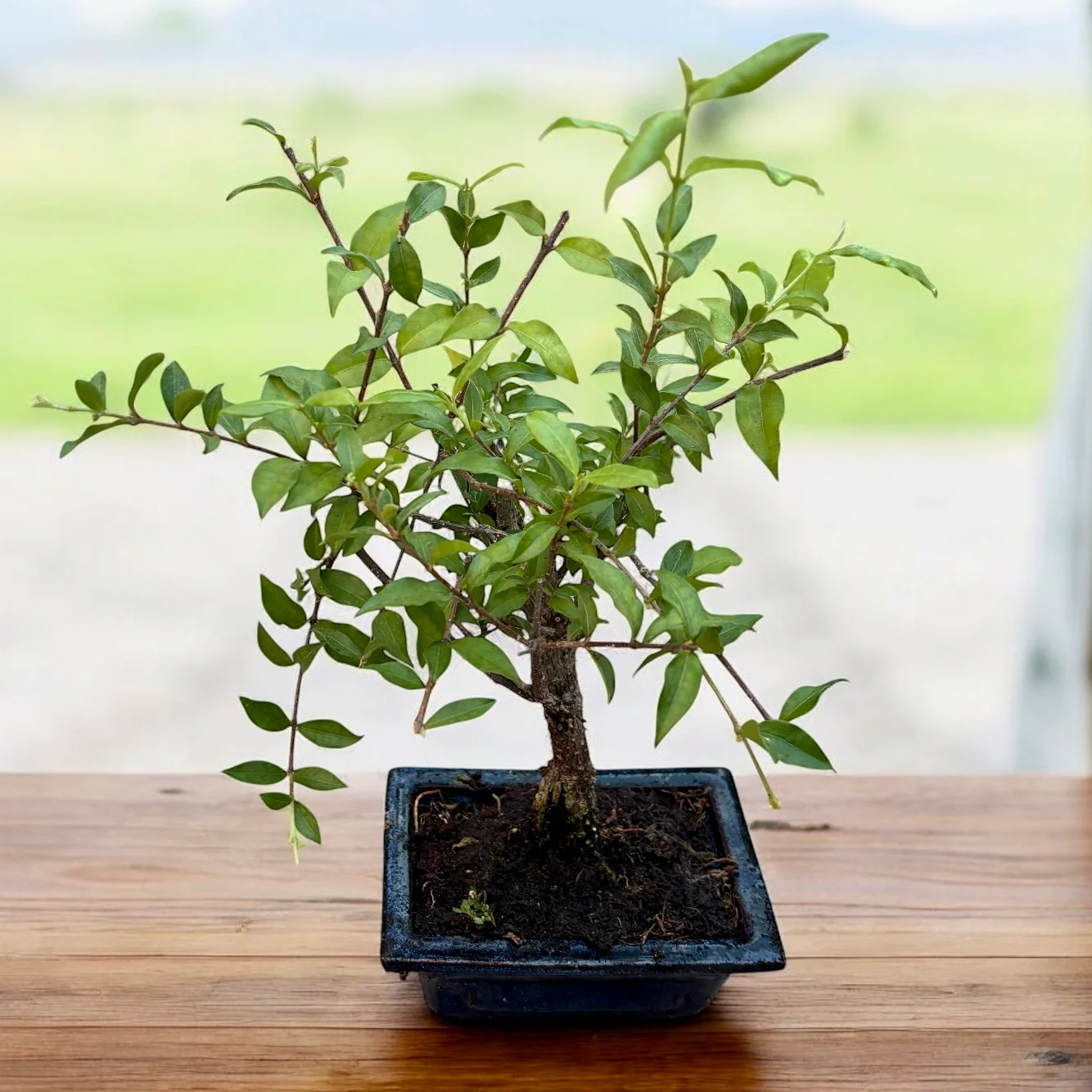 Bonsai Malpighia – bonsai tropical cu frunzis lucios si fructe decorative