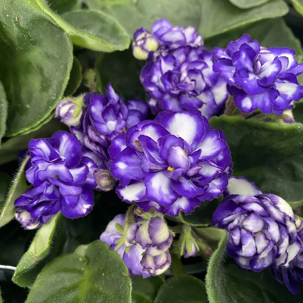 Saintpaulia Rosanne Lotte – violete cu flori duble