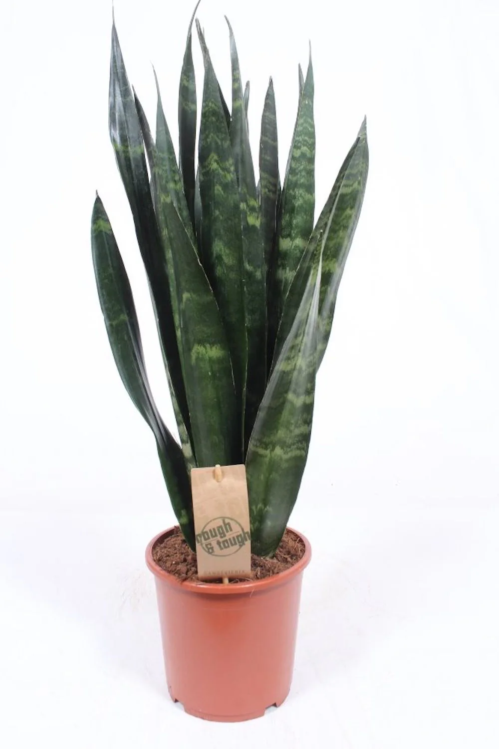 Sansevieria trifasciata Black Coral – limba soacrei H60 cm