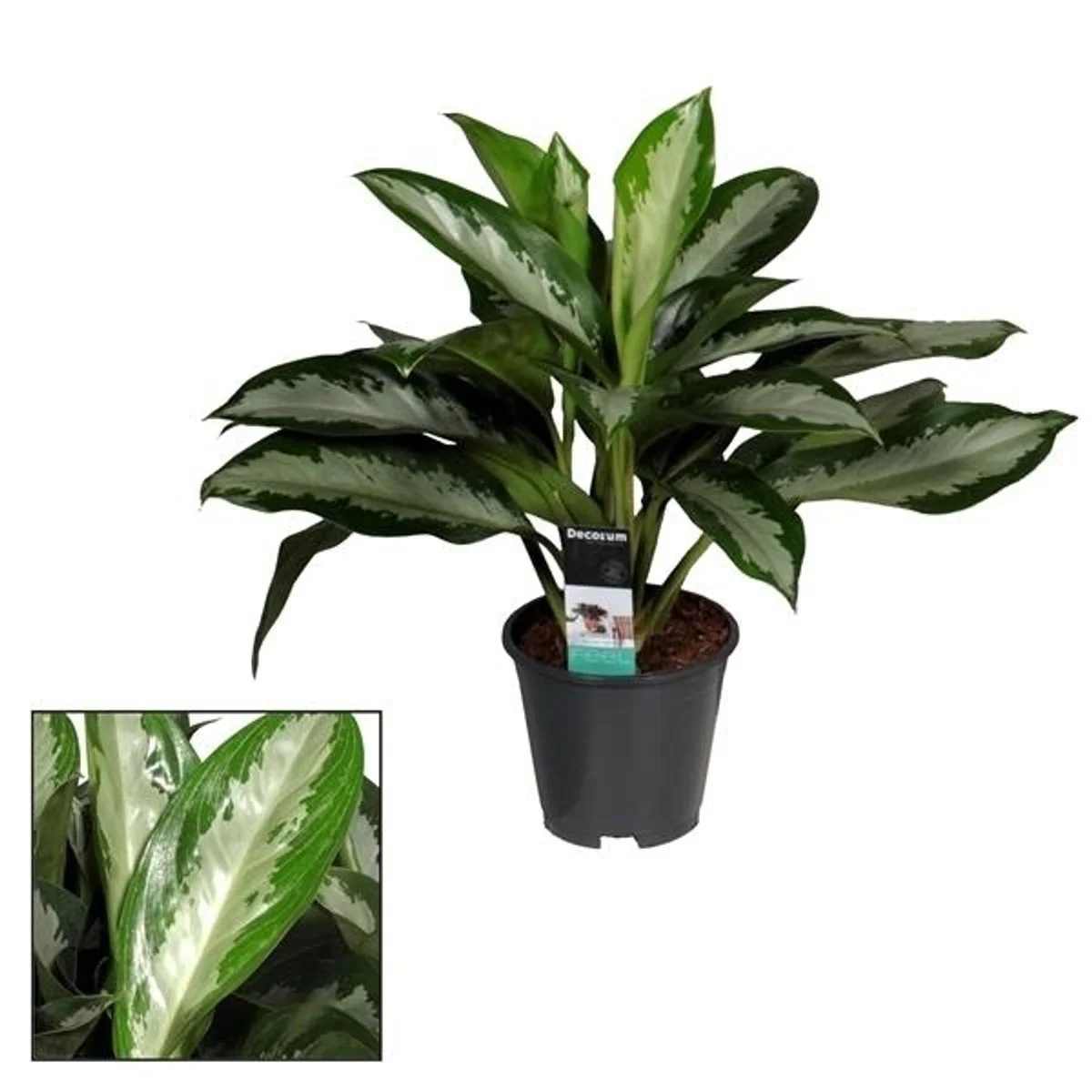 Aglaonema 'Diamond Bay’ – exemplare XL (3 plante/ghiveci)