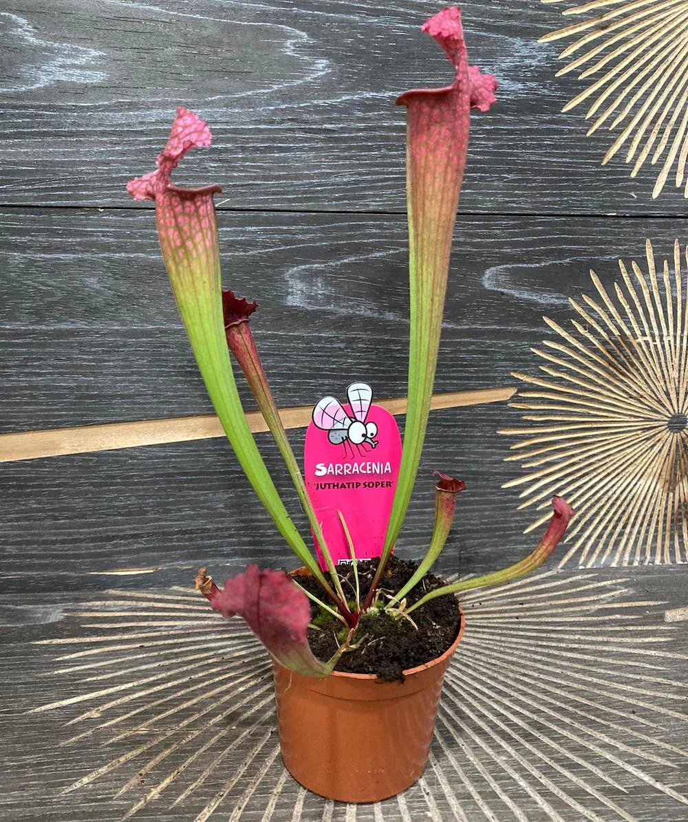Sarracenia Juthatip Soper – Planta Ulcior