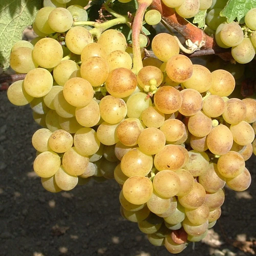 Vita de vie altoita – Vitis vinifera 'Bianca’ (recomandata pentru culturi bio)