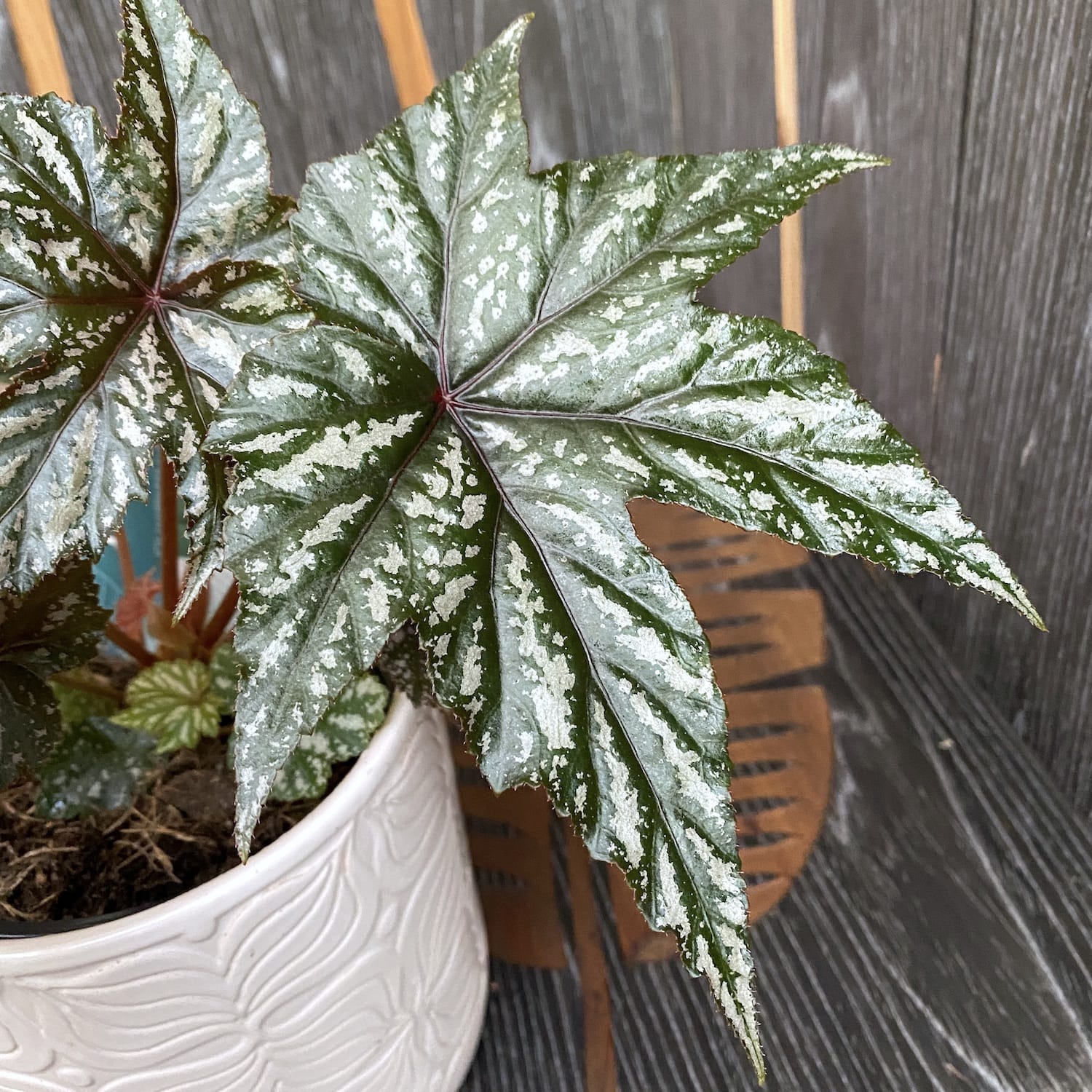 Begonia Gryphon
