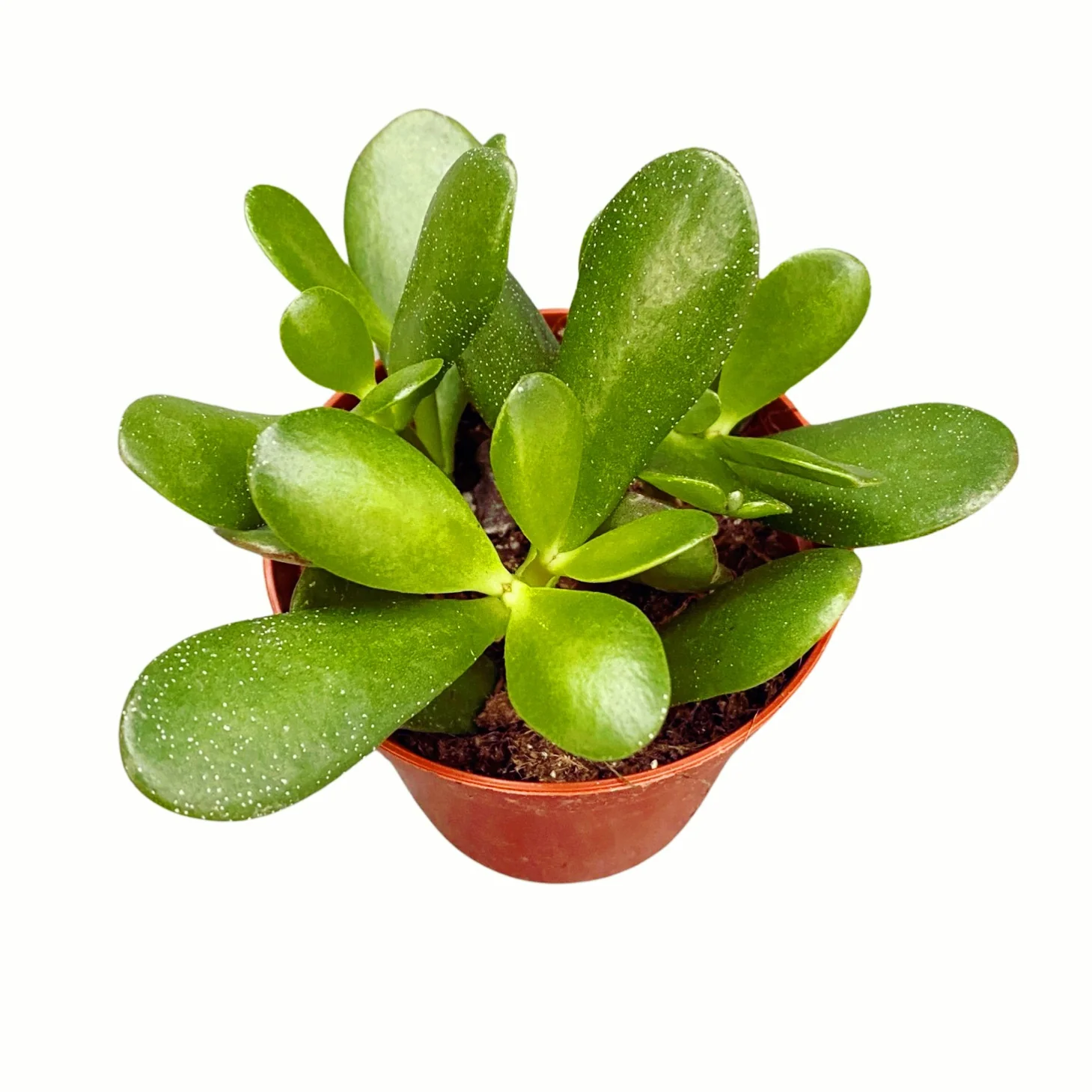 Crassula ovata 'Argentea’ (copacul cu bani)