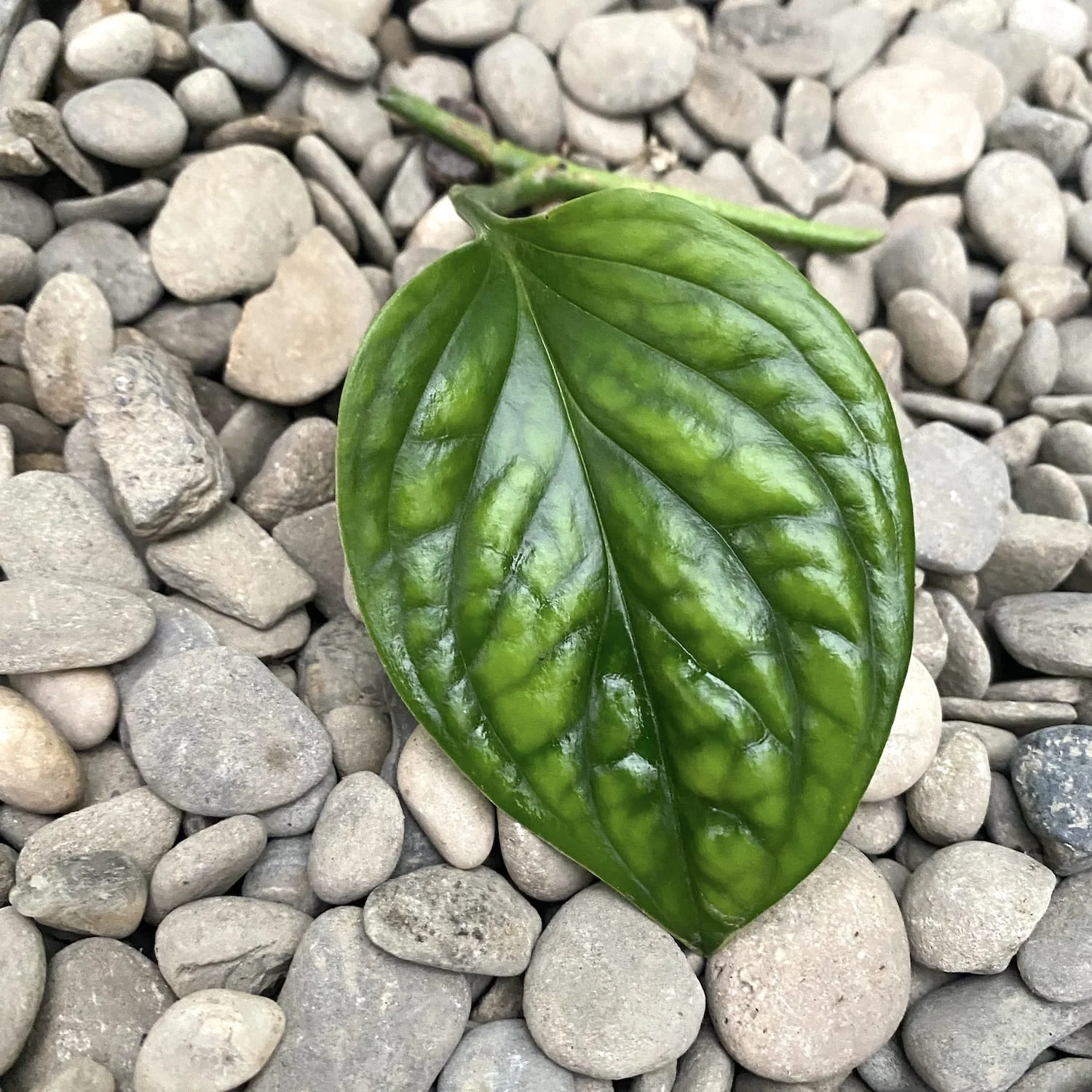 Cuttings Monstera Pinnatipartita (neinradacinat)