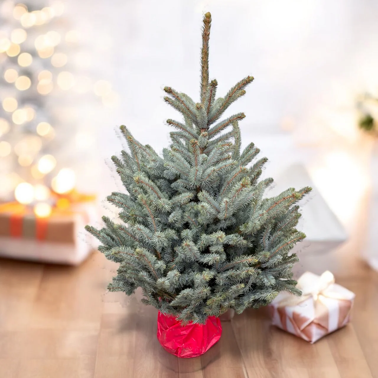 Brad argintiu in ghiveci – Picea pungens 'Blue Diamond’ XXL H130-140 cm