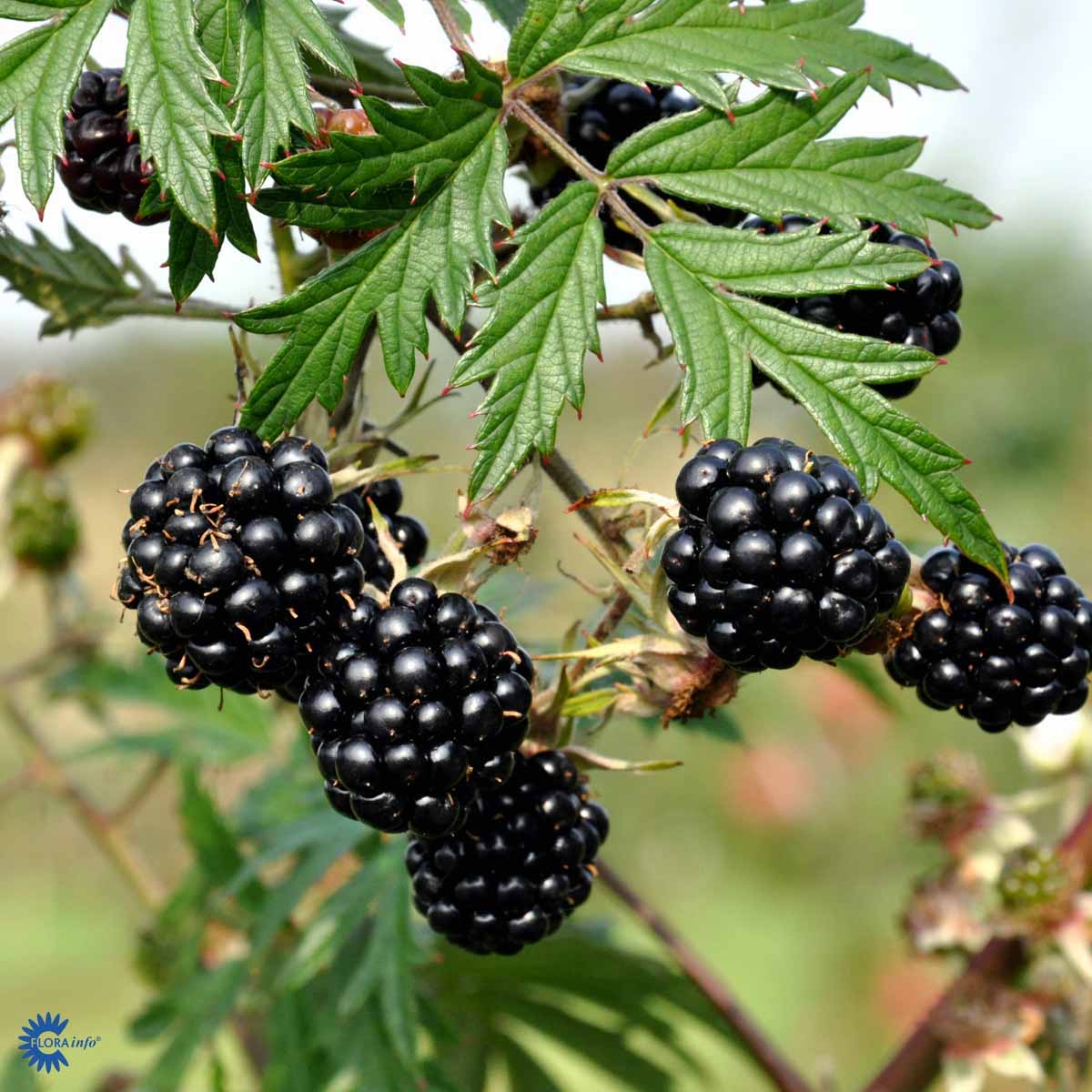 Mur fara spini, vesnic verde, cu productii uriase – Rubus fruticosus 'Thornless Evergreen’ (Oregon Thornless)