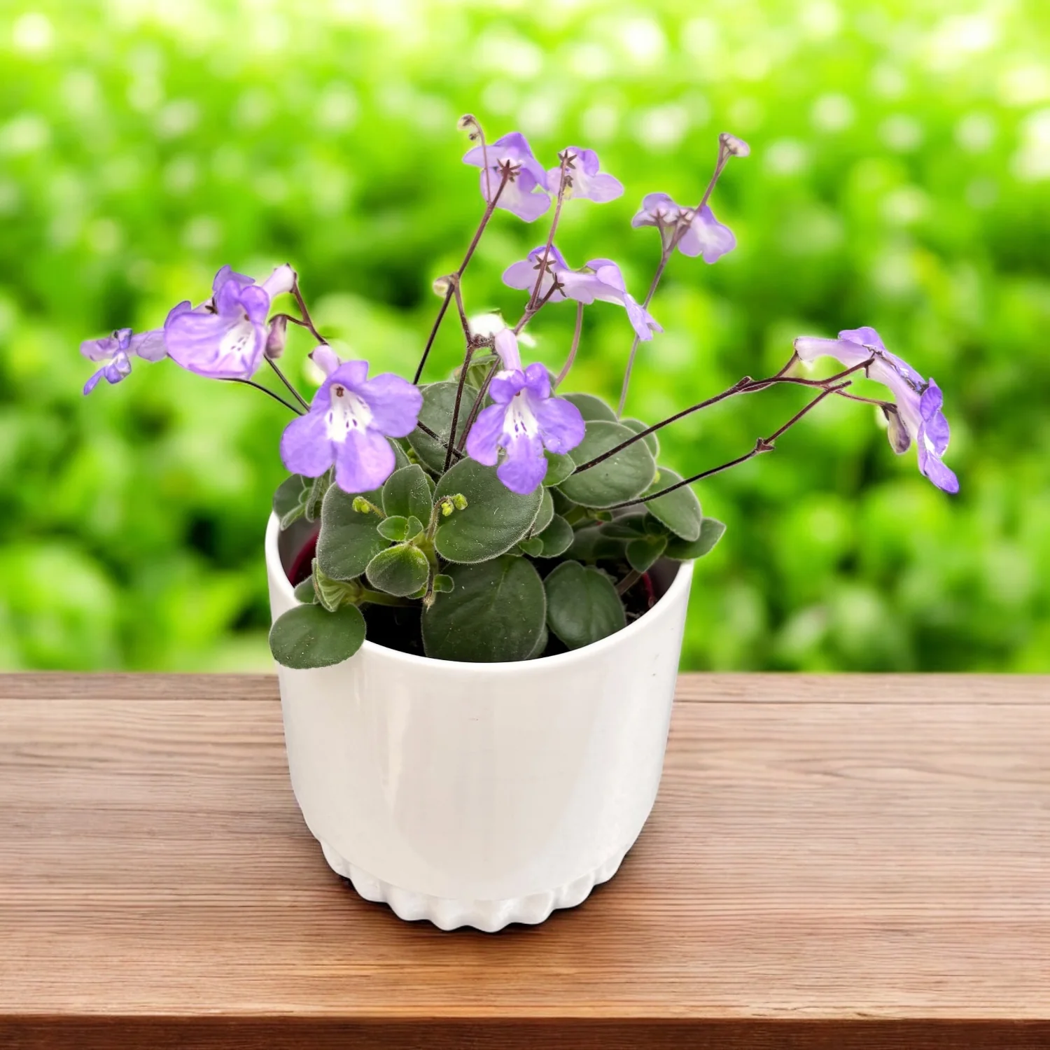Streptocarpus saxorum – Streptocarpella (planta curgatoare)