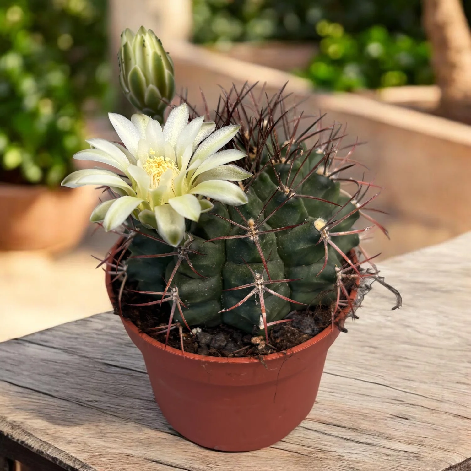 Gymnocalycium delaetii – inflorire spectaculoasa