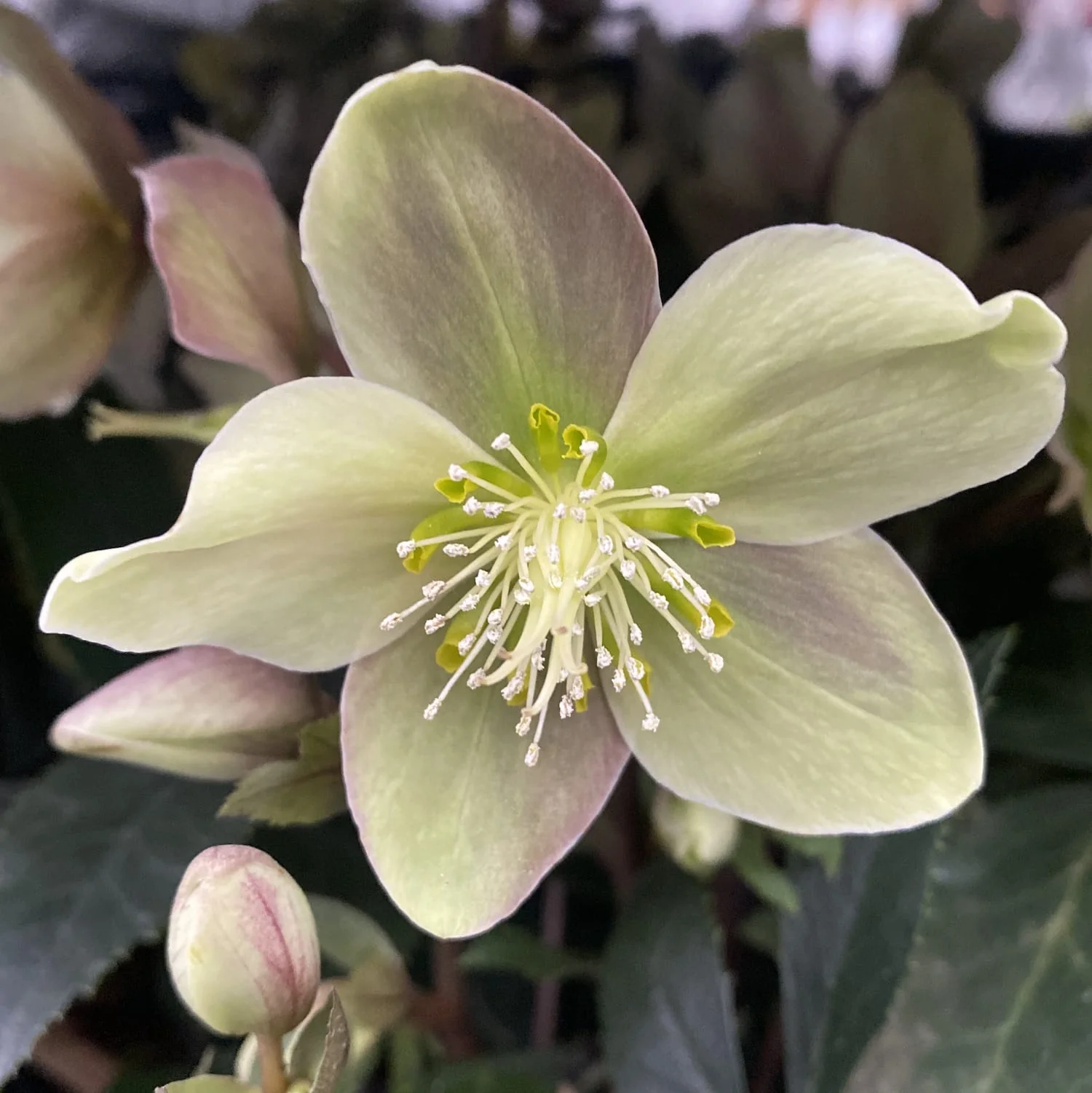 Helleborus Orientalis 'Gues’ (Spanz)