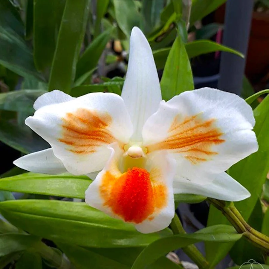 Dendrobium Frosty Dawn 'Eye’ (peloric) *parfumat