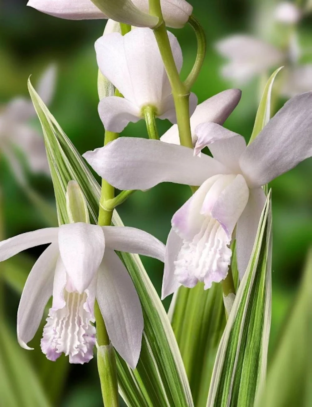 Bletilla striata 'Alba’ (frunze variegate!) – Orhidee de gradina