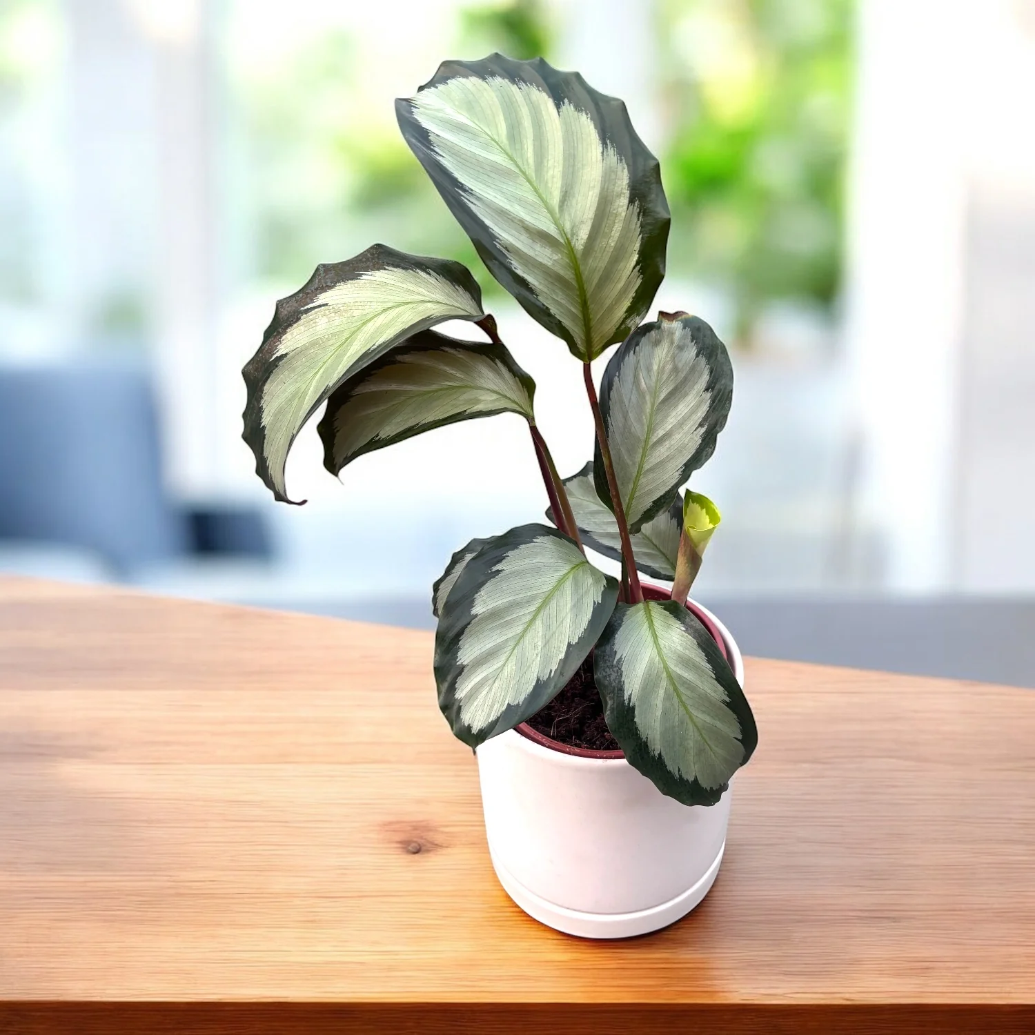 Calathea picturata ‘Argentea’ – planta cu frunze argintii si margini verzi