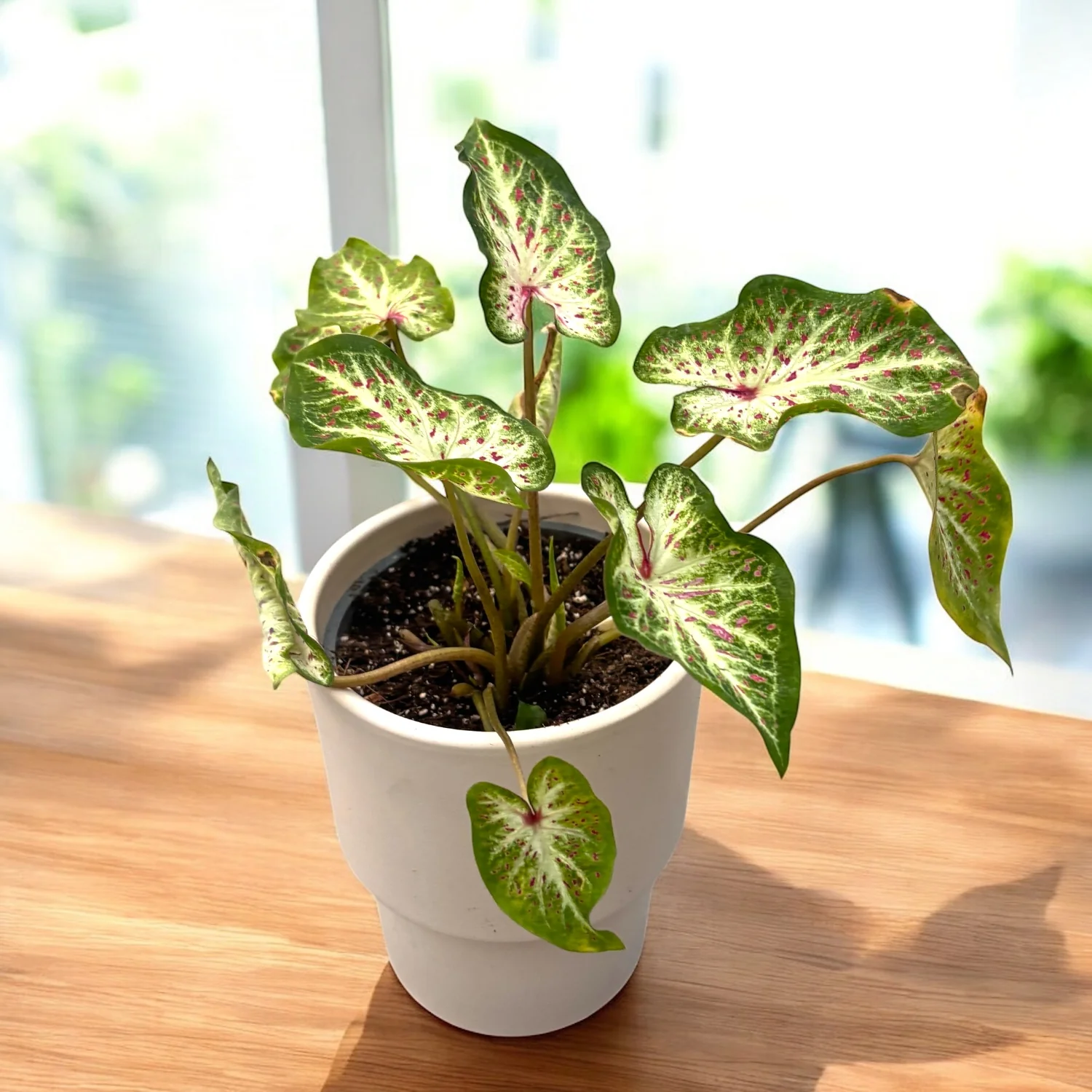 Caladium Peppermint – frunzis exotic alb cu nervuri roz intense