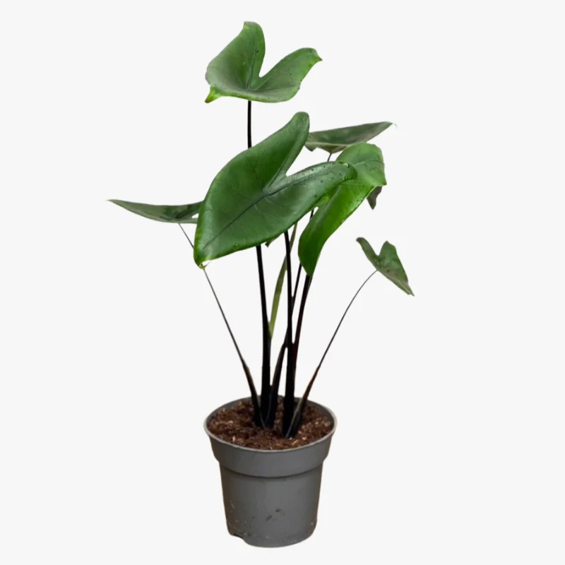 Alocasia 'Black Zebrina’ (2 plante/ghiveci)