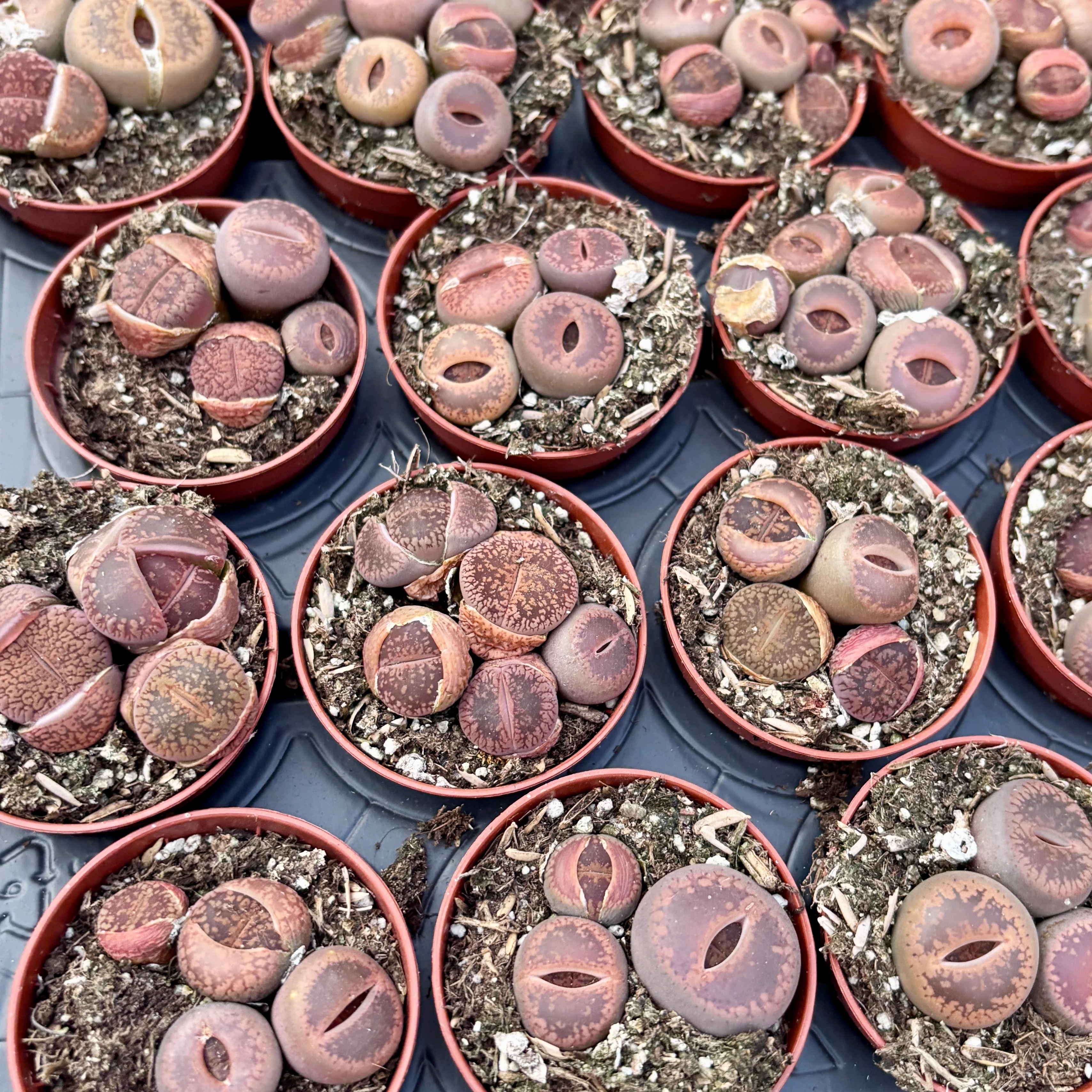 Lithops mini mix („pietre vii”)