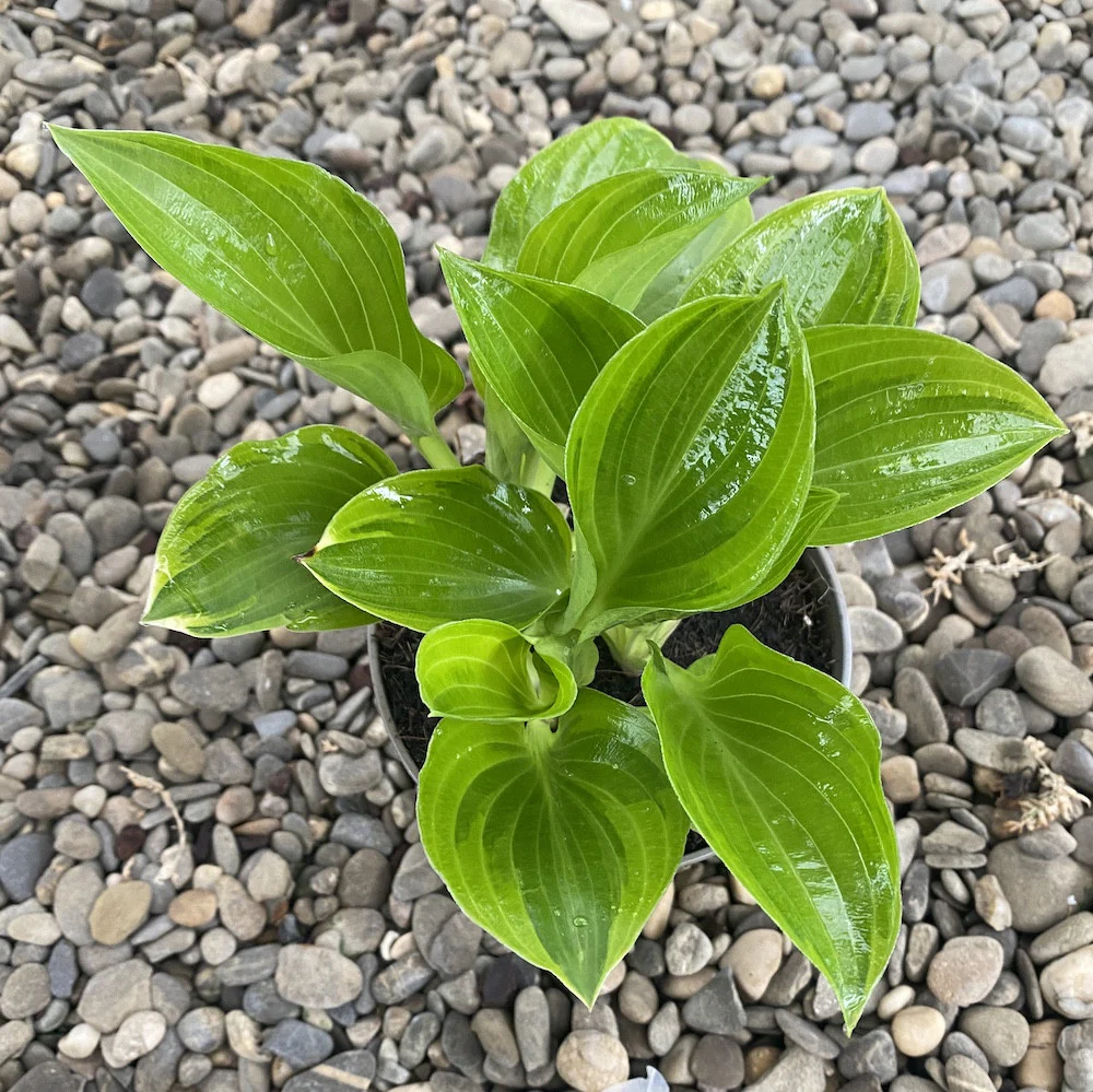 Hosta Bedazzled (Plantain Lily) – crin de toamna