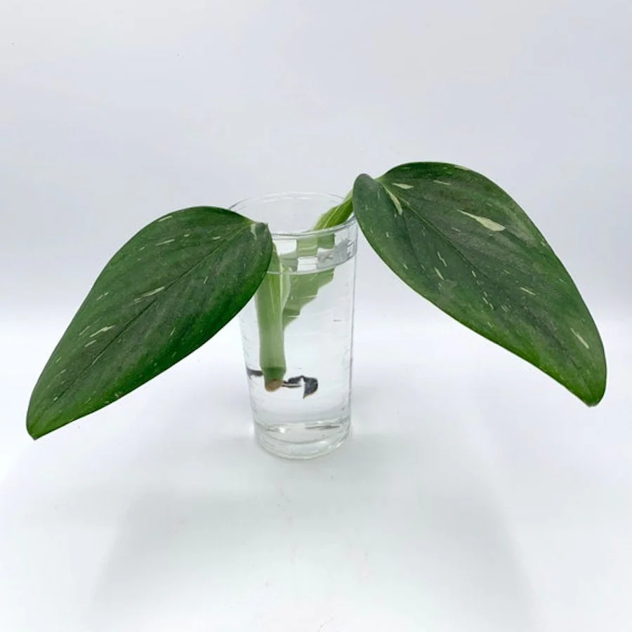 Cuttings Monstera Standleyana ‘Albo Variegata’ splash (neinradacinat)