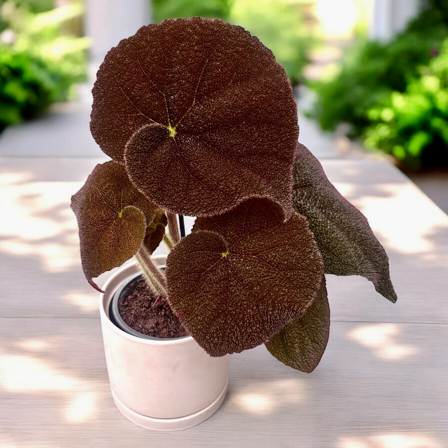 Begonia masoniana ‘River’ – frunze XL, textura reliefata spectaculoasa