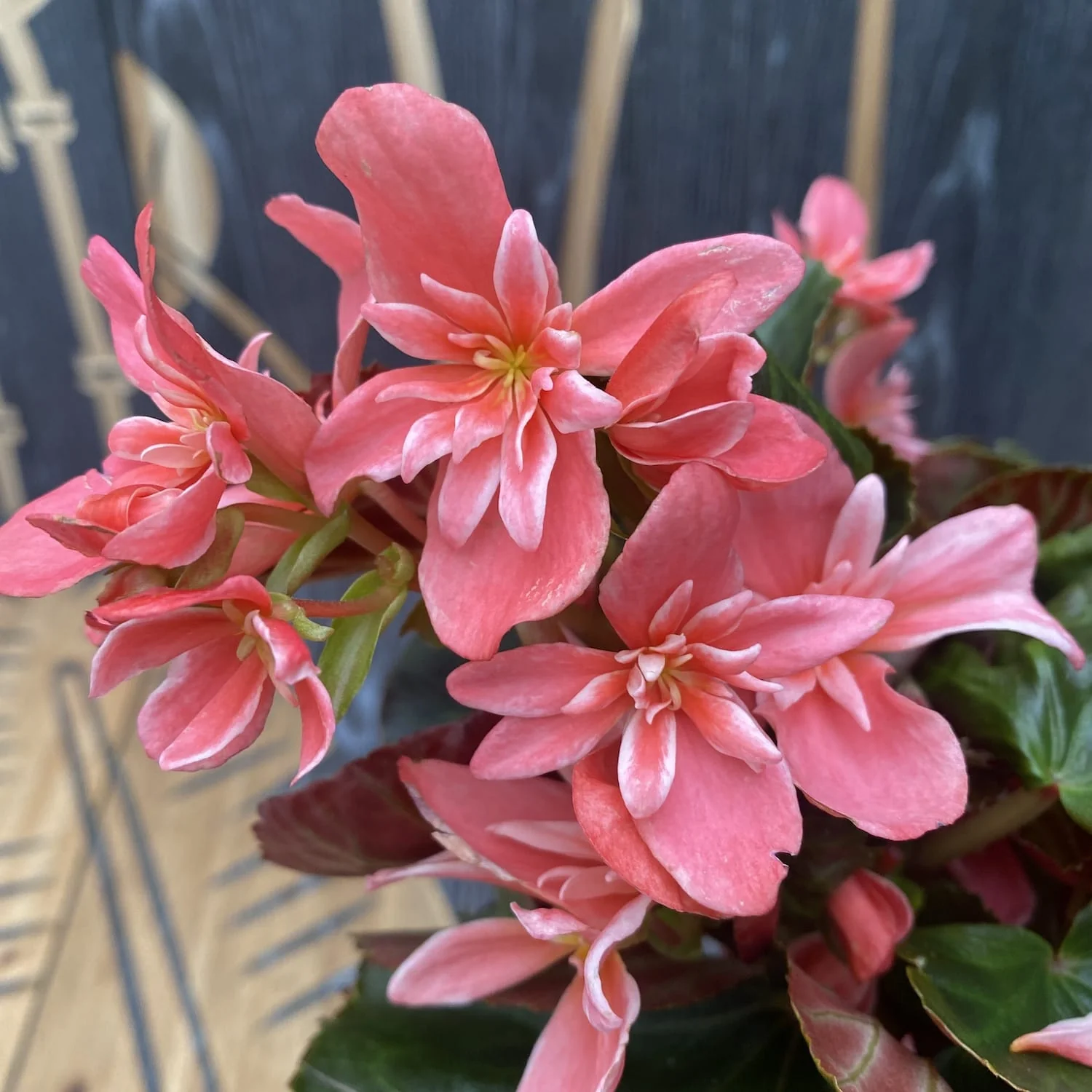 Begonia Ceveca – flori duble