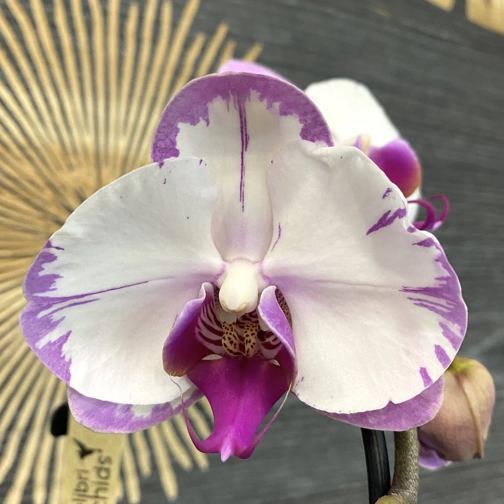 Phalaenopsis Yu Pin Sweety 'Wenching Princess’