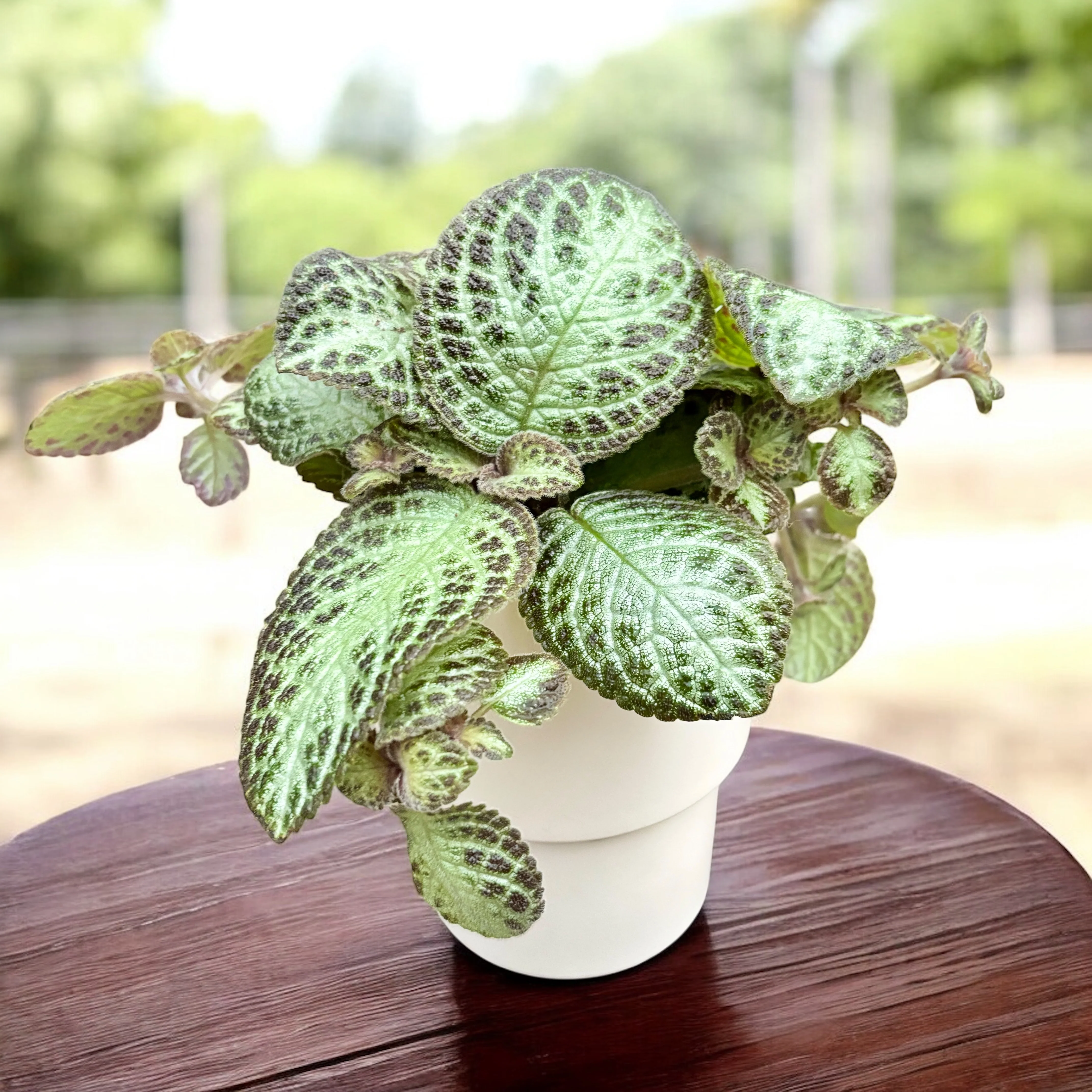 Episcia 'Chocolate Soldier’