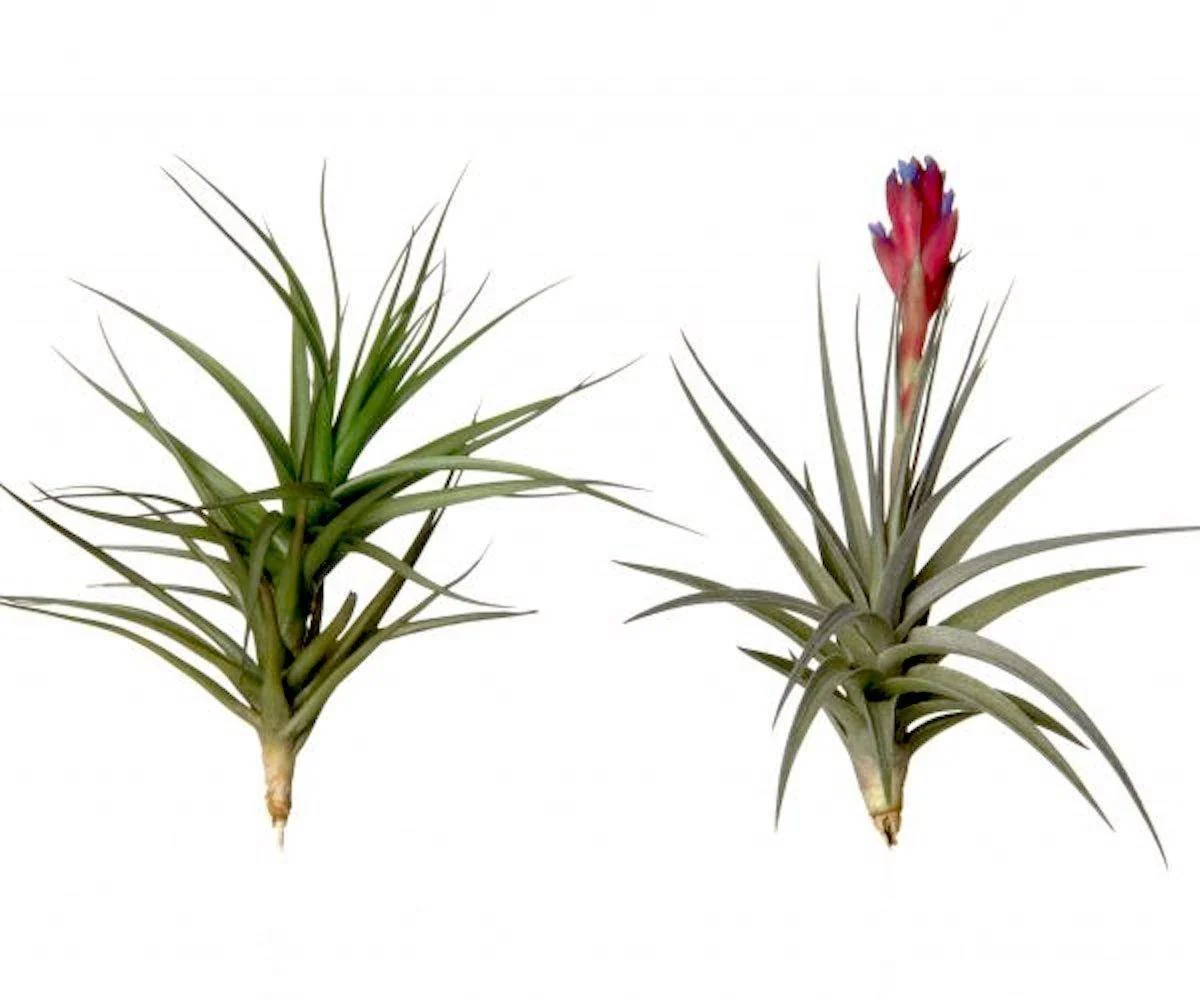 Planta aeriana Tillandsia Aeranthos