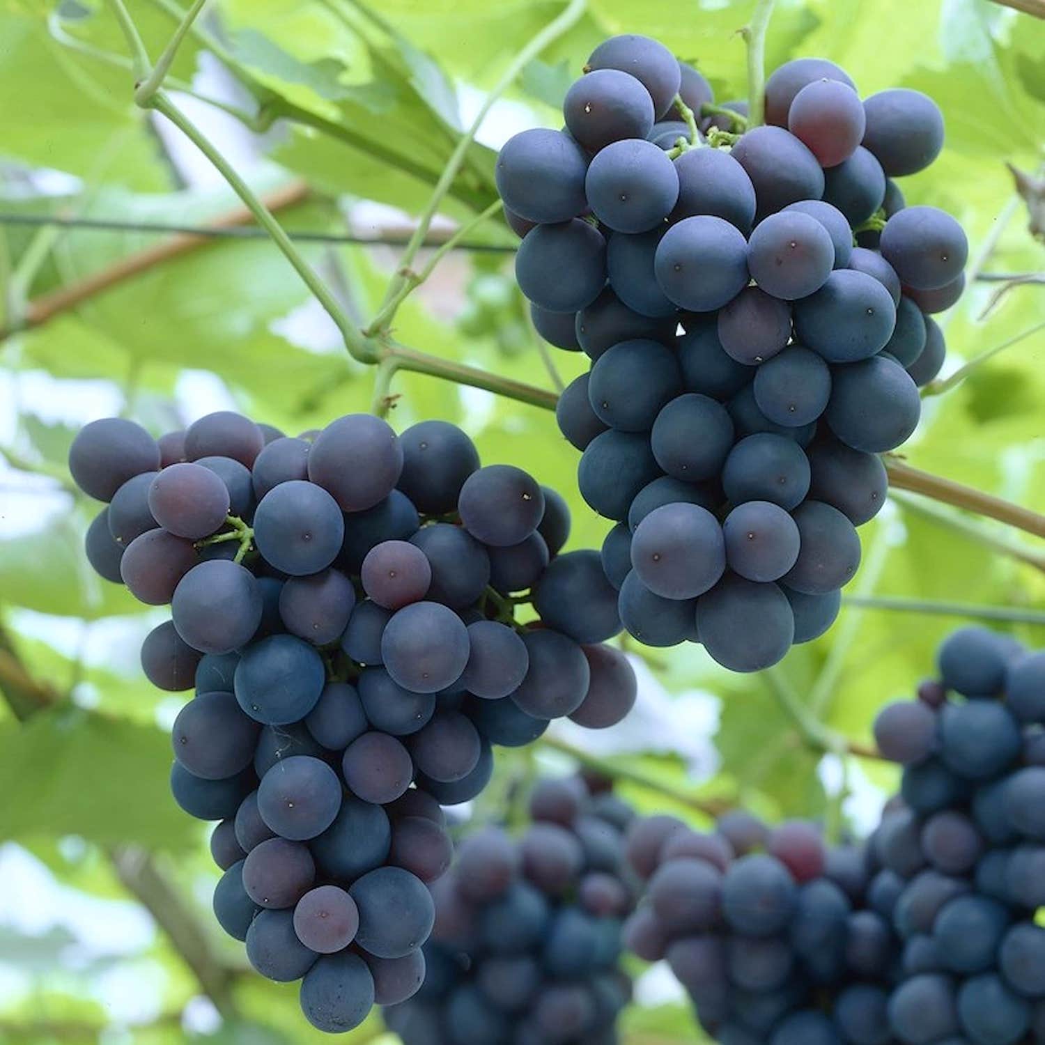 Vita de vie altoita – Vitis vinifera 'Frankenthaler’ (Black Hamburg)