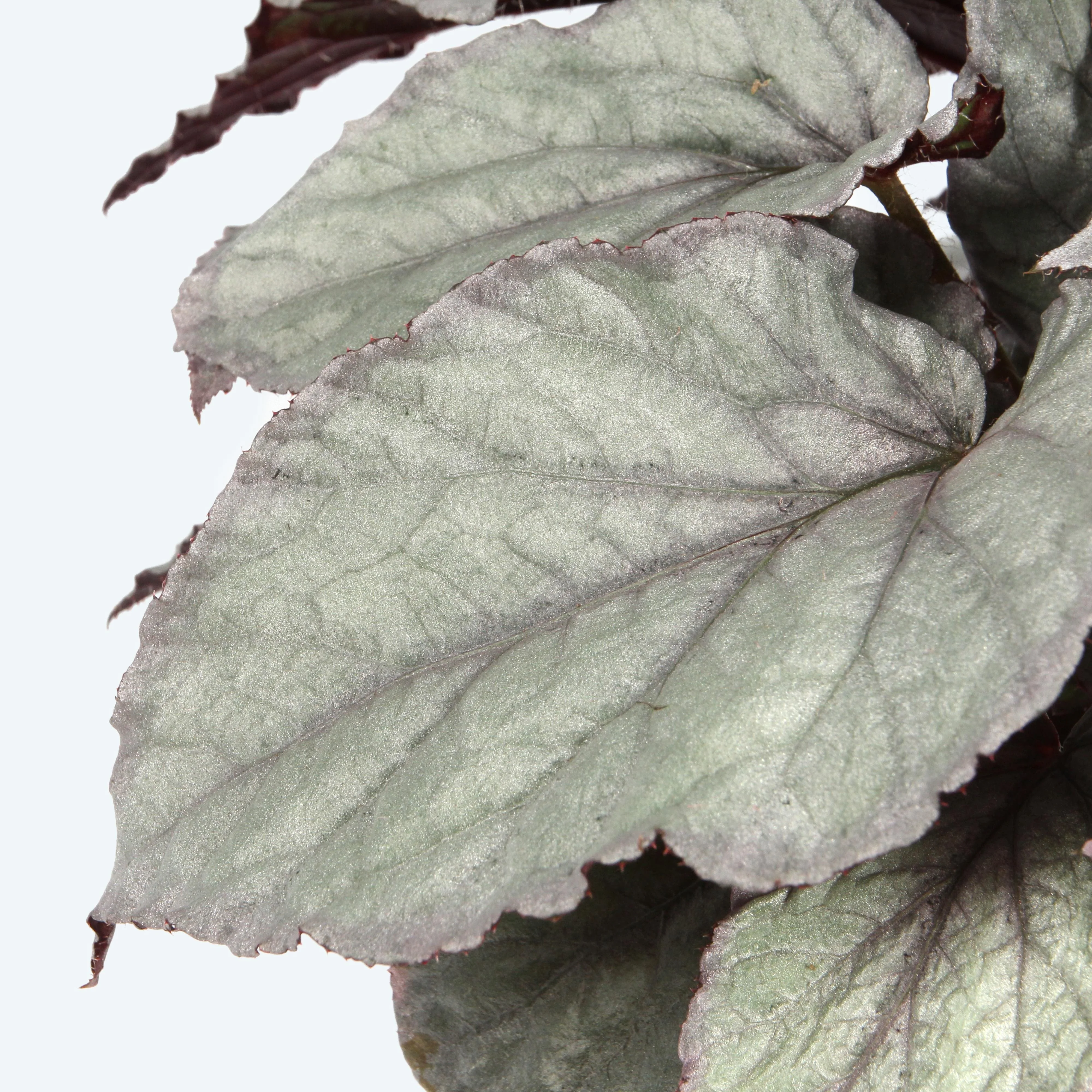 Begonia 'Magic Colours Bolero’