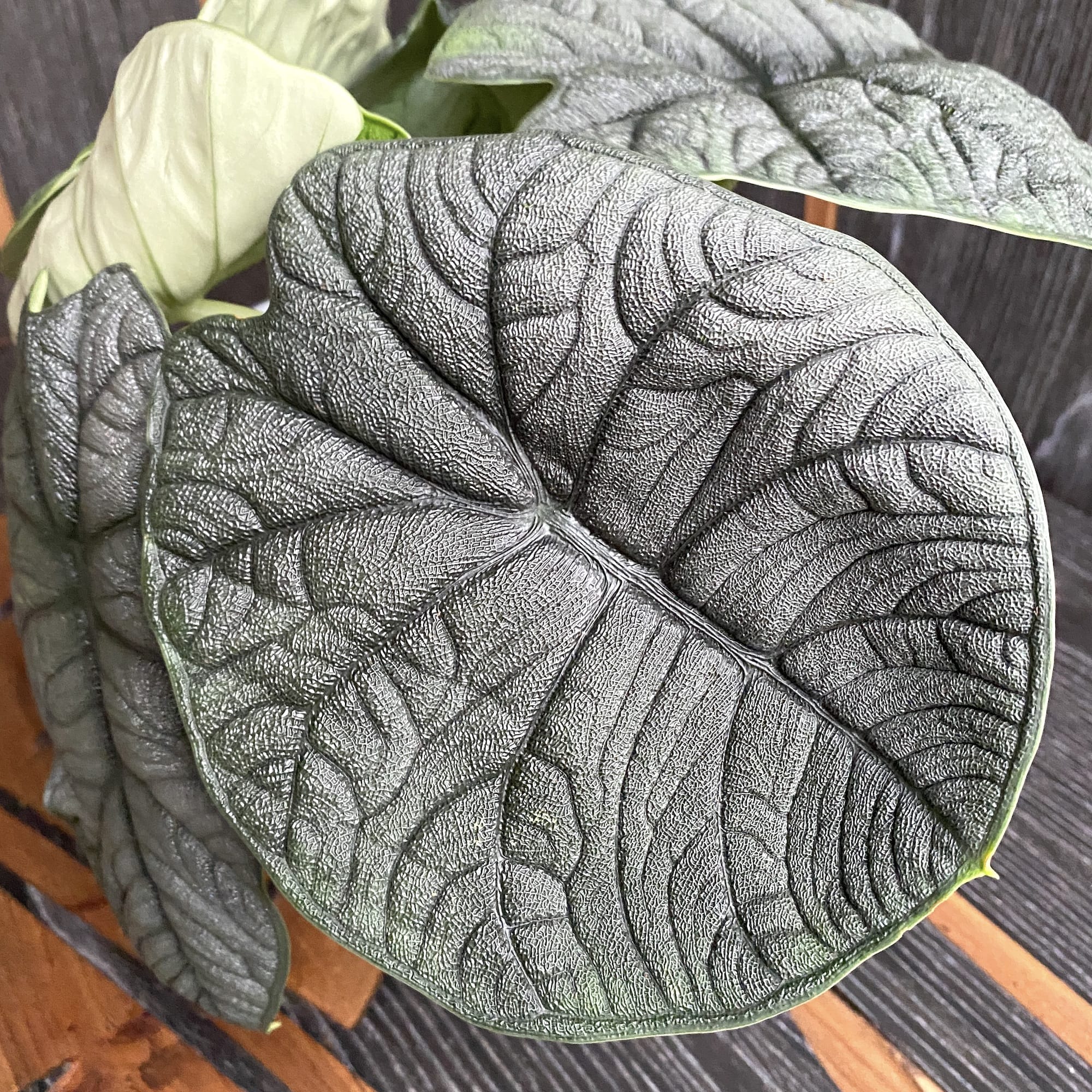 Alocasia Melo (Rugosa) – Taiwan