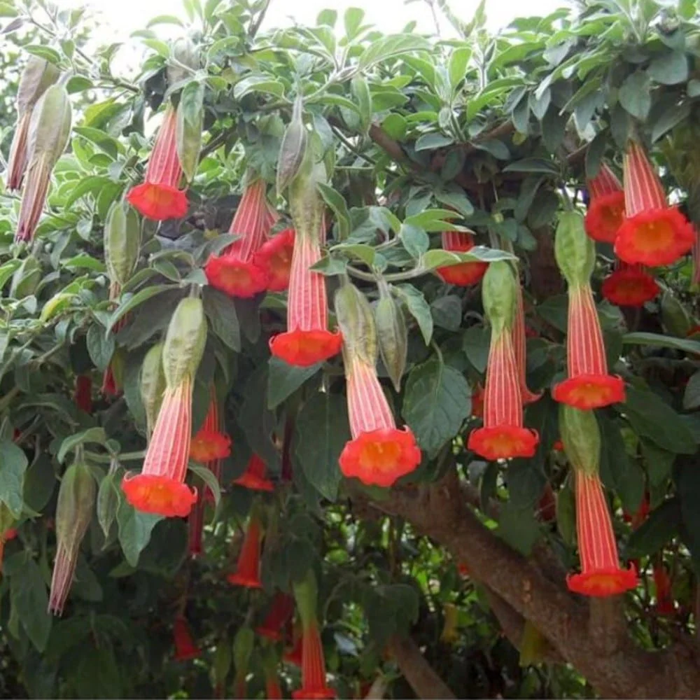 Trompeta ingerilor rosie – Brugmansia sanguinea 'Red’ * flori parfumate