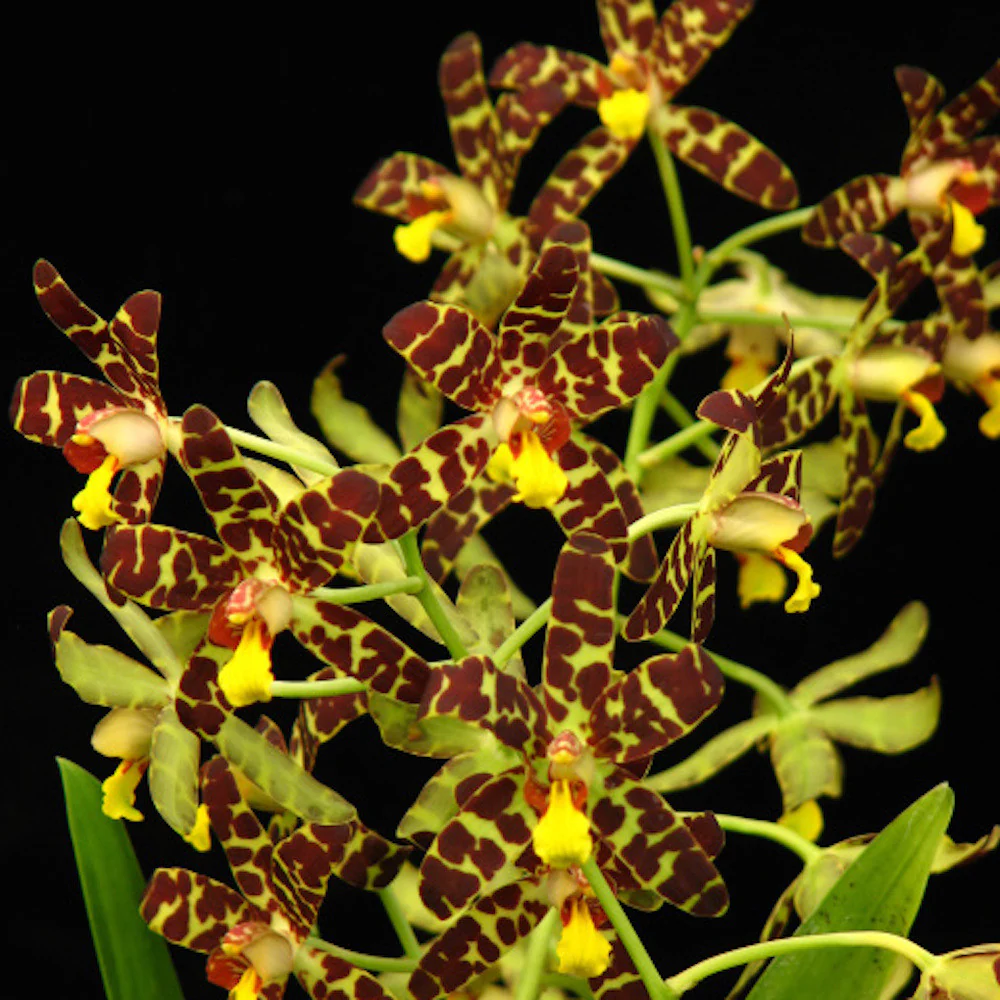 Orhidee Ansellia africana parfumata