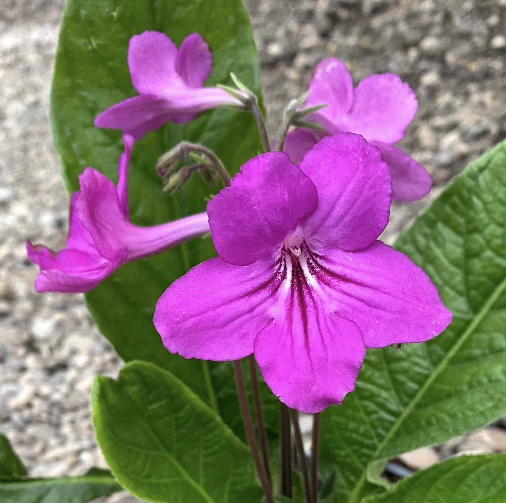 Streptocarpus Melody