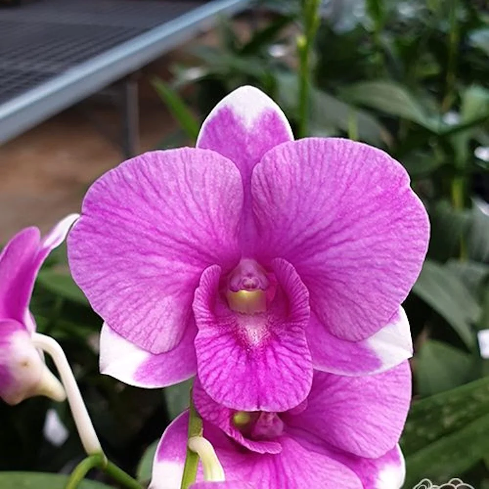 Dendrobium Burana Paragon