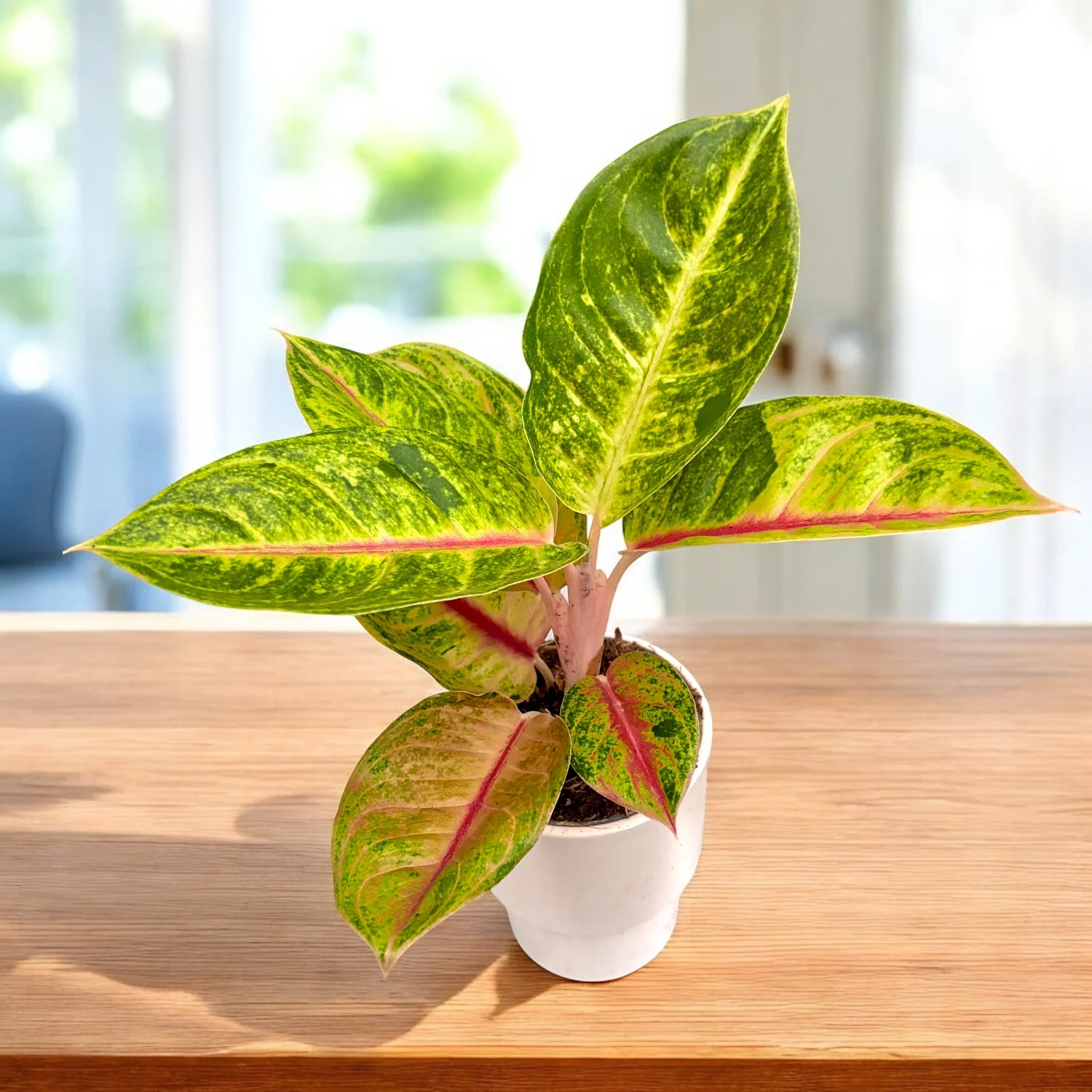 Aglaonema 'Iguana Red’